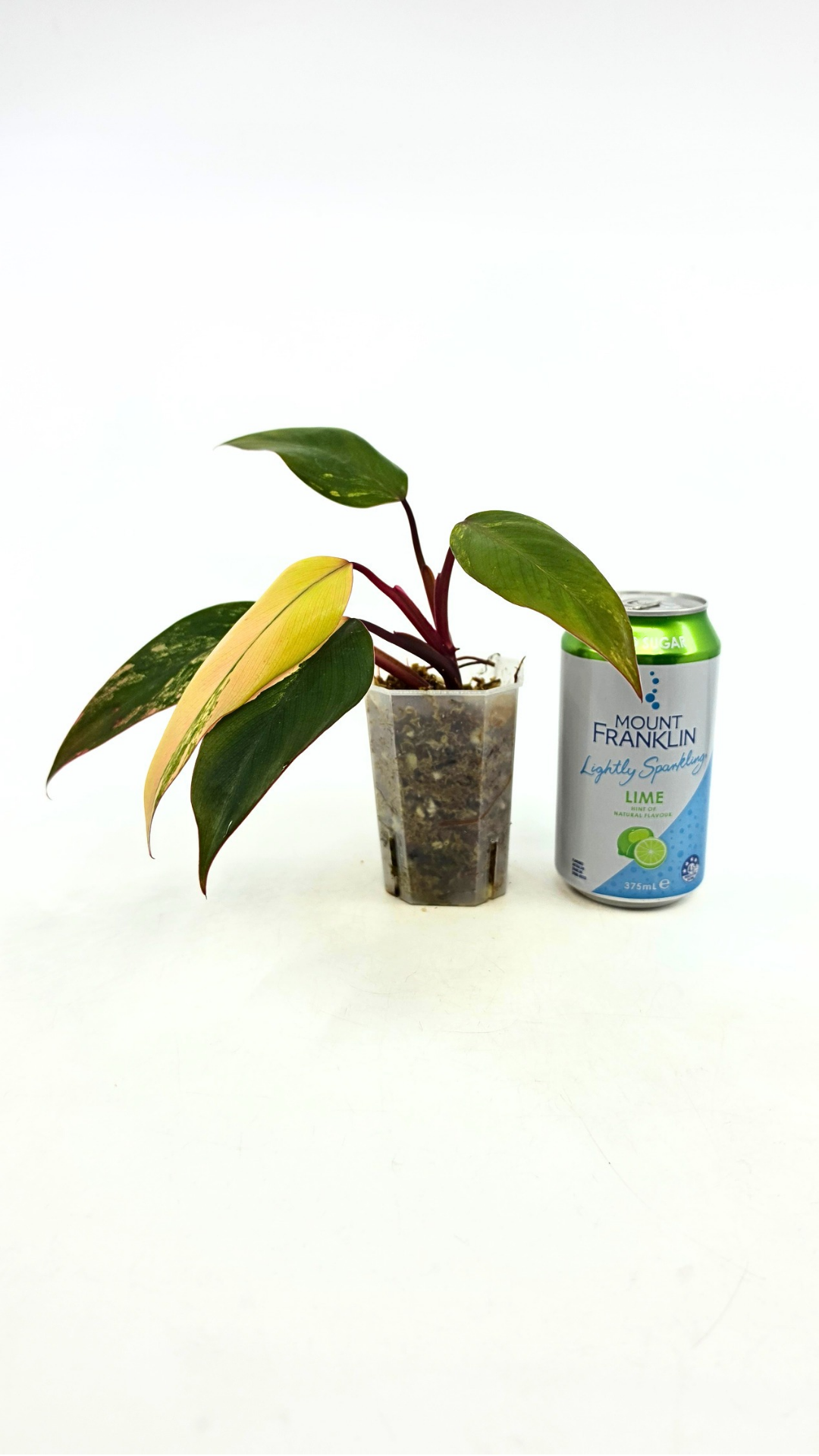 Rare indoor plant Philodendron Strawberry Shake grown and propagated by rare plant shop The Leaf Gallery in Perth, Western Australia