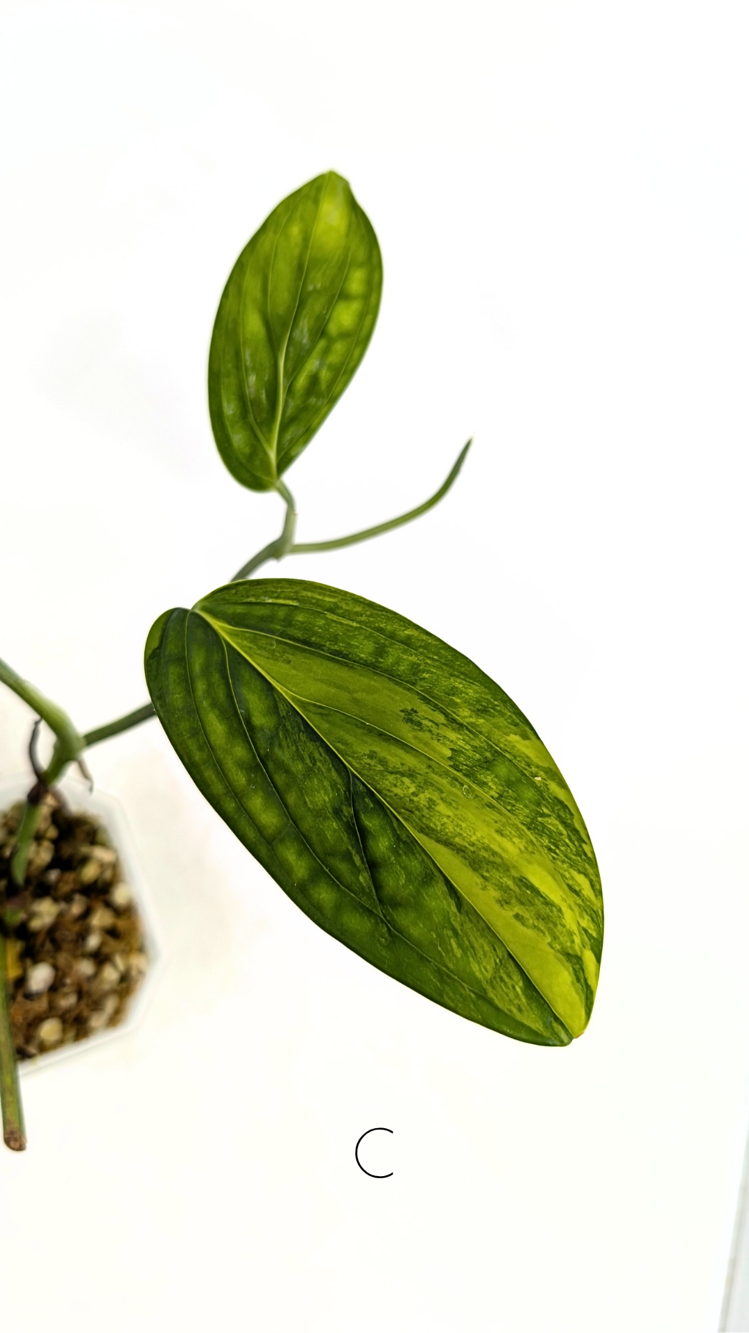 Rare indoor plant Monstera Peru Karstenianum Varigated at rare plant shop The Leaf Gallery in Perth, Western Australia