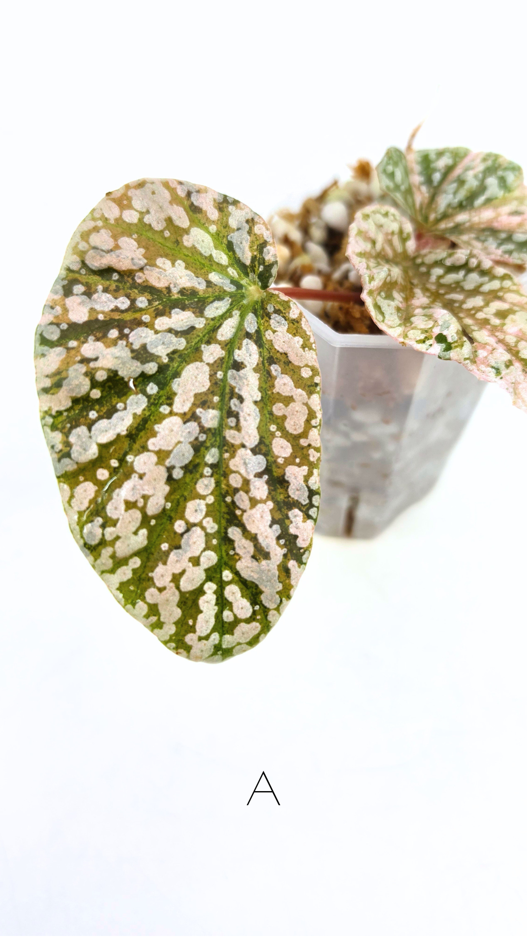 Rare Begonia Snow Capped Pink Variegated available for sale at rare plant shop The Leaf Gallery in Perth, Western Australia