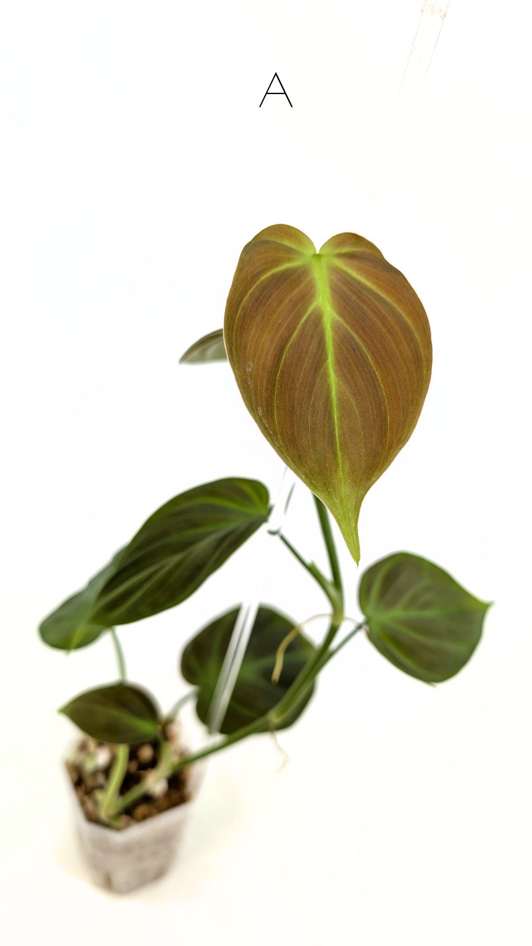 Uncommon indoor plant Philodendron Camposportoanum available for sale at rare house plant shop The Leaf Gallery in Perth, Western Australia
