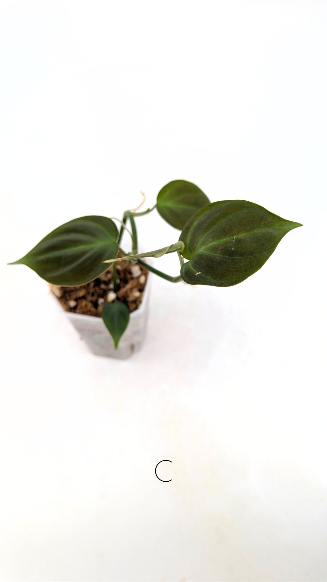 Uncommon indoor plant Philodendron Camposportoanum available for sale at rare house plant shop The Leaf Gallery in Perth, Western Australia
