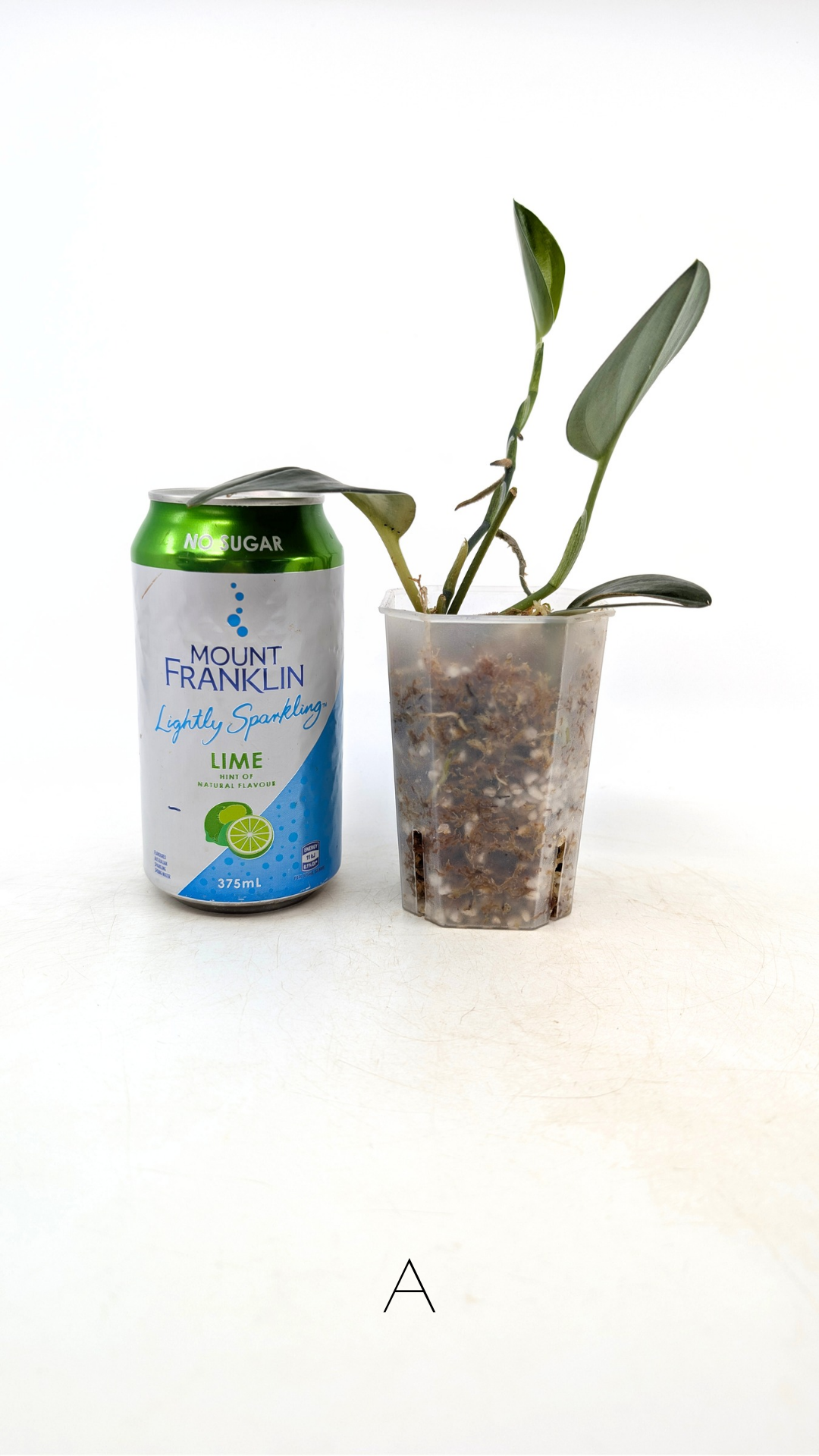 Rare Indoor House Plant Scindapsus Treubii Dark Form at rare plant shop The Leaf Gallery in Perth