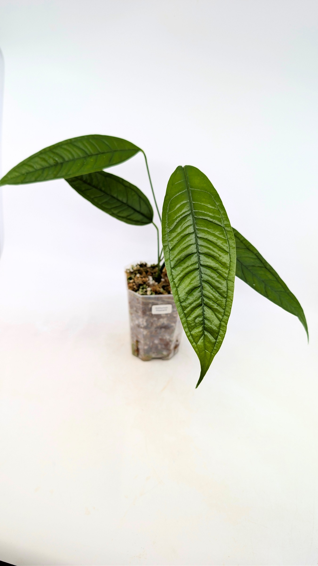 Rare indoor plant Anthurium Moonenii available for sale at rare house plant shop The Leaf Gallery in Perth, Western Australia