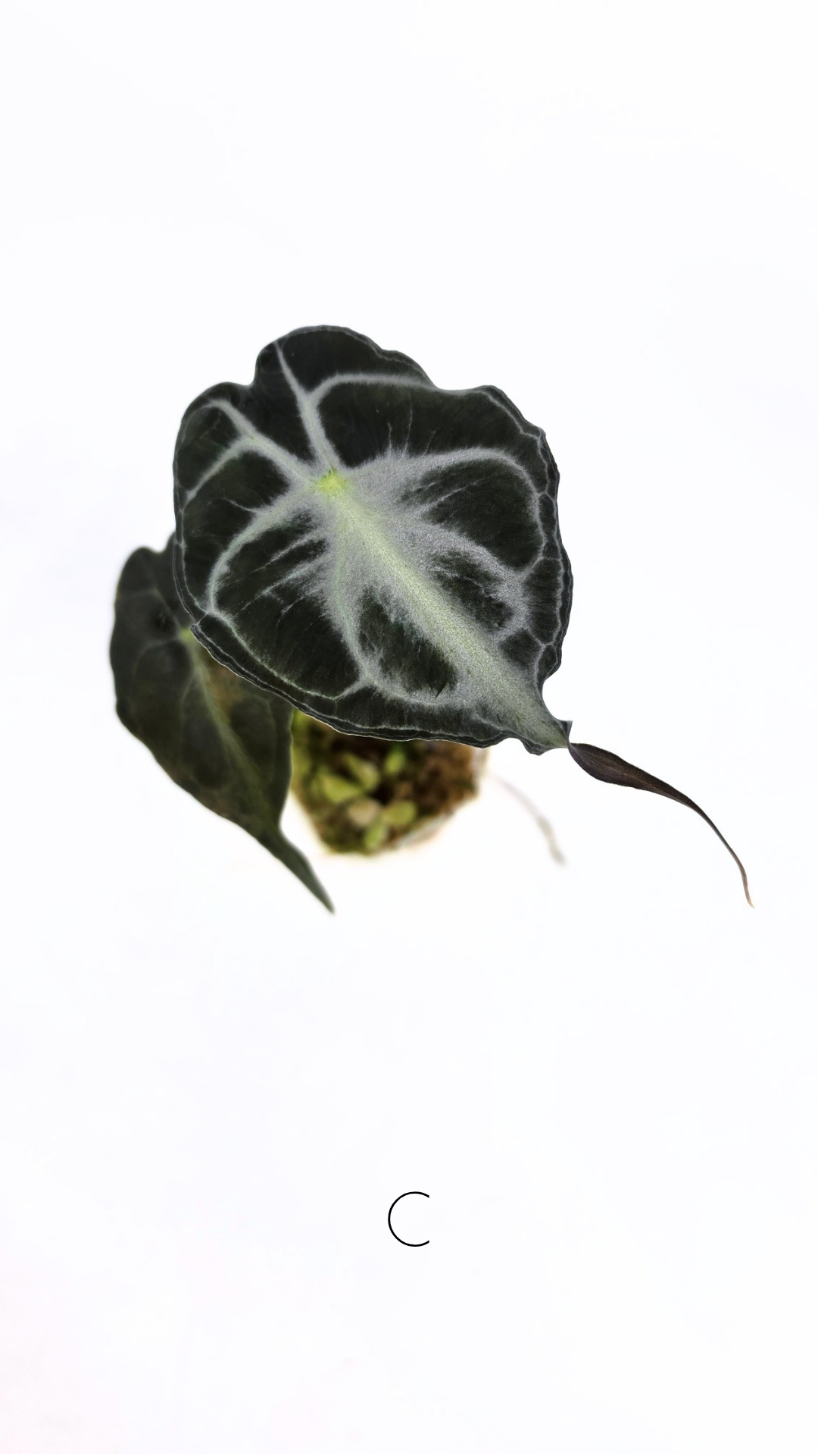 Rare indoor plant Alocasia Venom available for sale at rare house plant shop The Leaf Gallery in Perth, Western Australia
