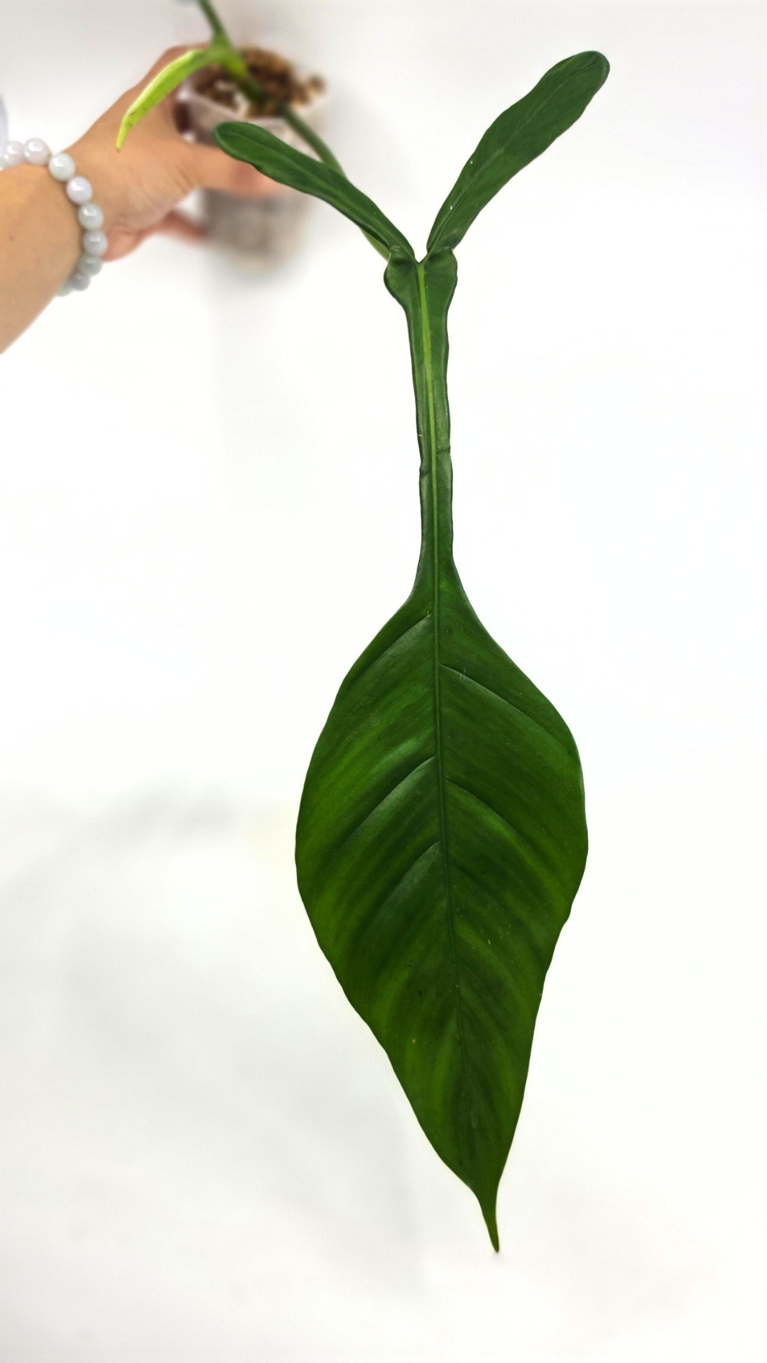 Rare indoor plant Philodendron Joepii available at rare house plant shop The Leaf Gallery in Perth, Western Australia
