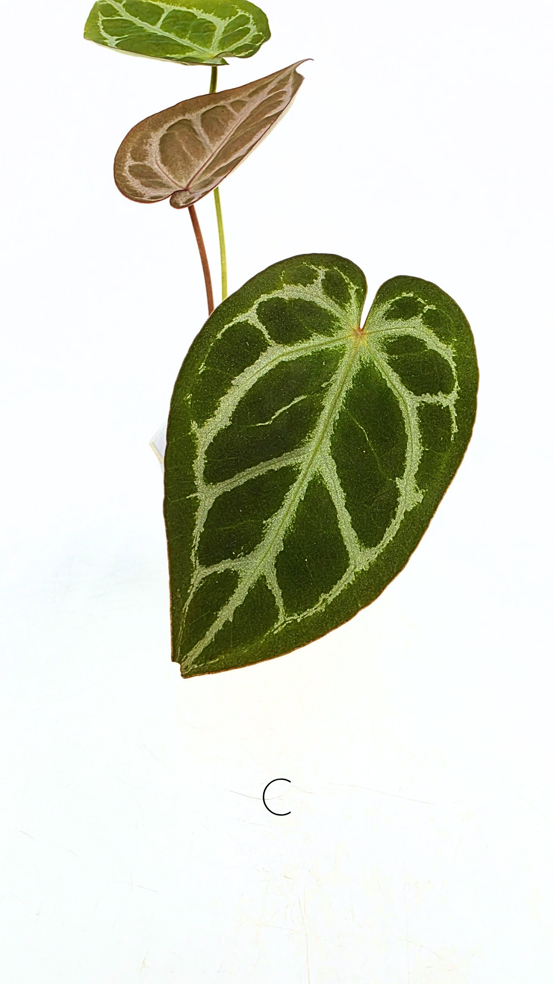 Rare anthurium hybrid Anthurium red dorayaki mutation with Anthurium Michelle by The Leaf Gallery in Perth, Western Australia