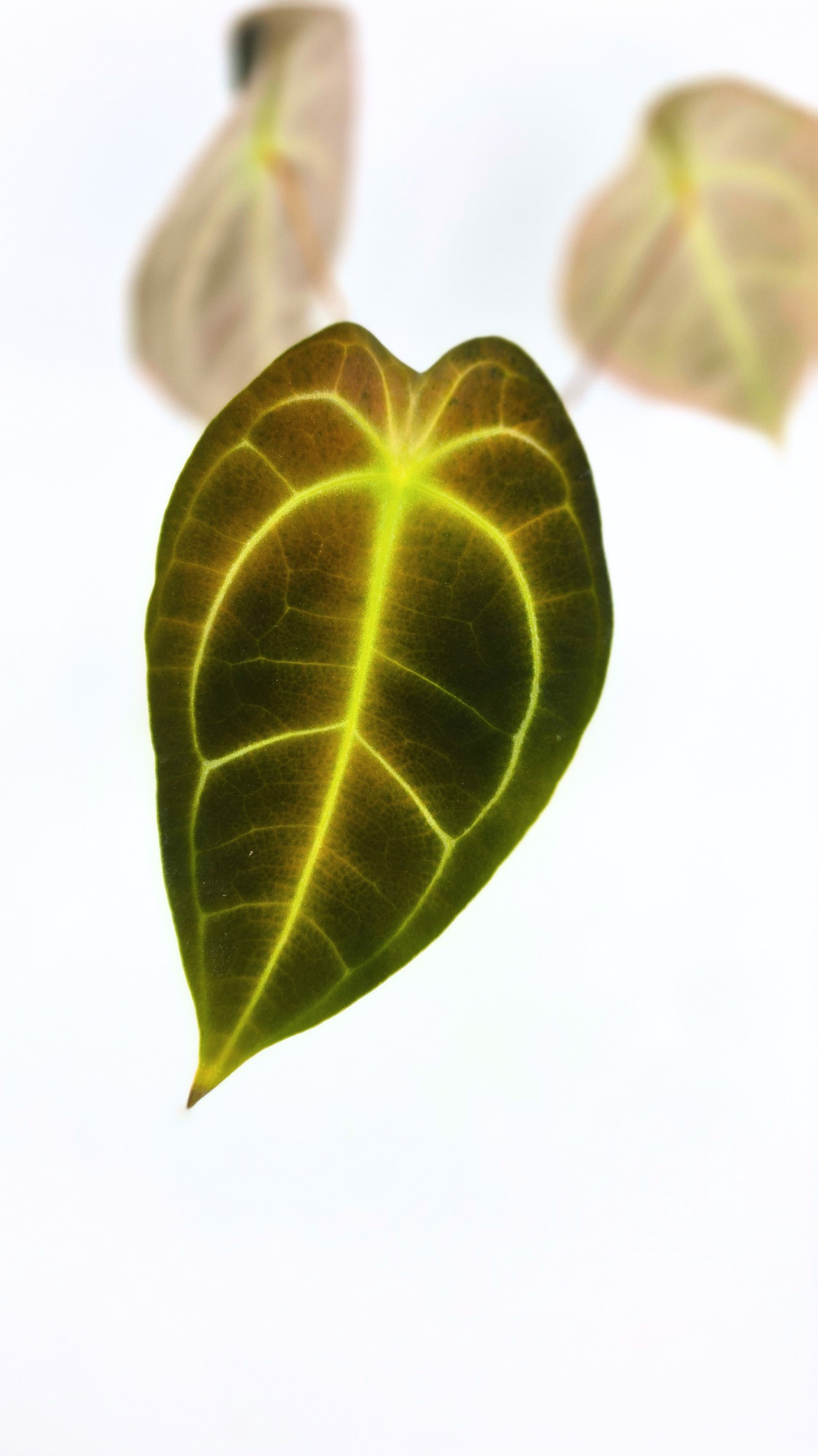 Rare anthurium hybrid Dark Forgetii x Bessae Aff available from rare plant shop The Leaf Gallery in Perth, Western Australia