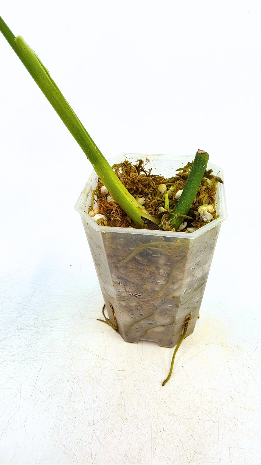 Rare indoor plant Monstera Esqueleto or Monstera Epipremnoides available for sale at rare plant shop The Leaf Gallery in Perth, Western Australia