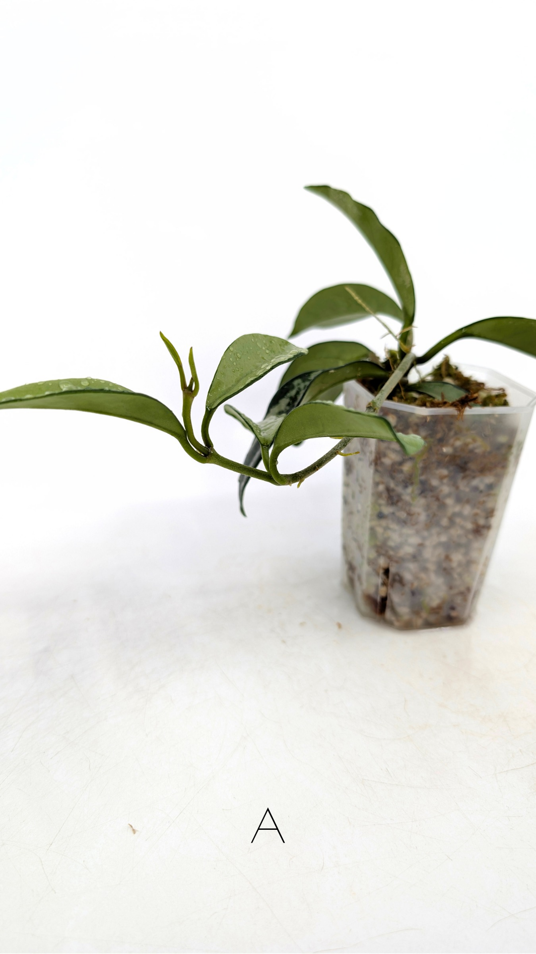 Rare Hoya AH074 available for sale at rare plant shop The Leaf Gallery in Perth, Western Australia