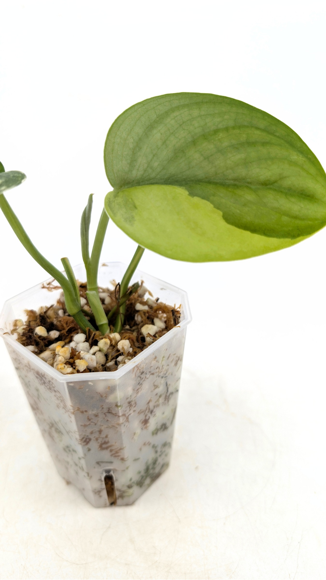 Rare house plant Scindapsus Jade Satin Aurea Variegated available for sale at rare indoor plant shop The Leaf Gallery in Perth, Western Australia