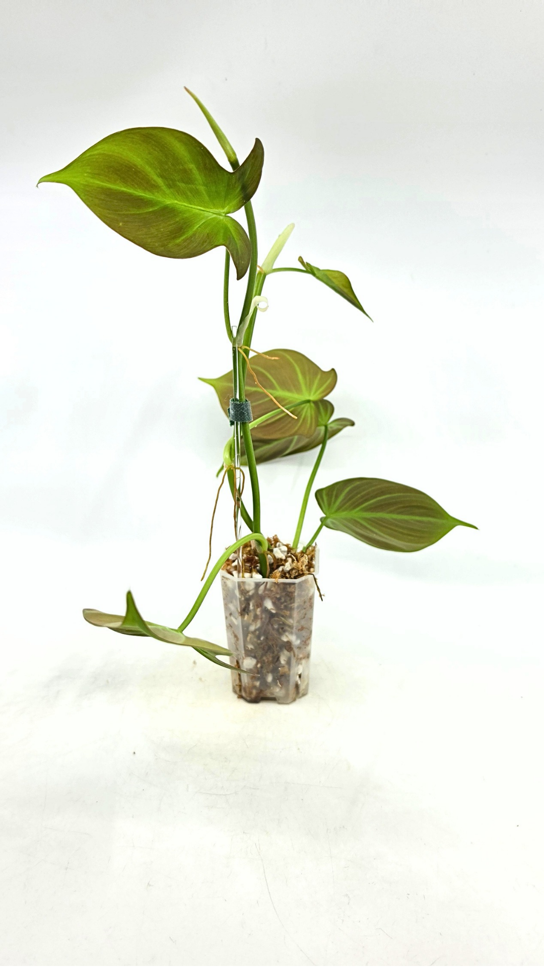 Uncommon indoor plant Philodendron Camposportoanum available for sale at rare house plant shop The Leaf Gallery in Perth, Western Australia