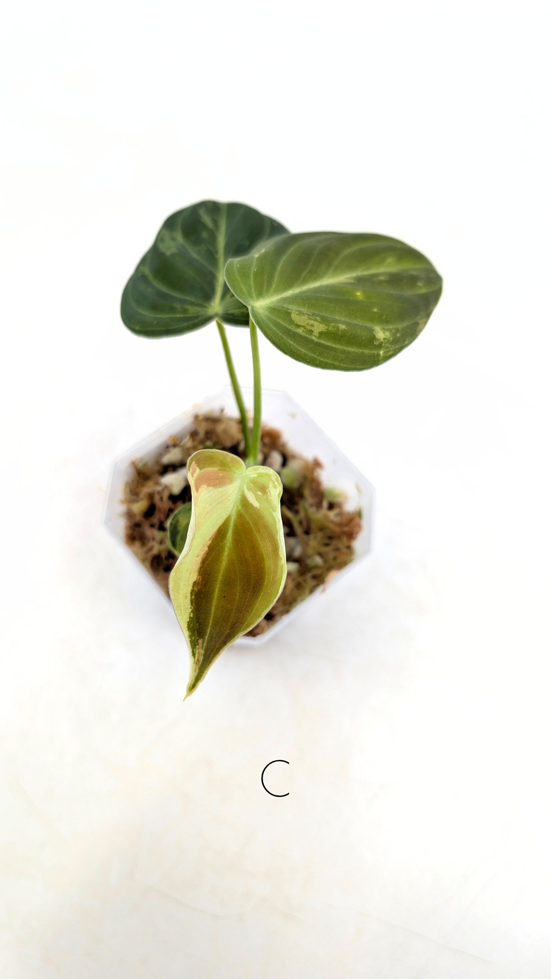Rare plant Philodendron Melanochrysum Varigated available for sale at rare plant shop The Leaf Gallery in Perth, Western Australia