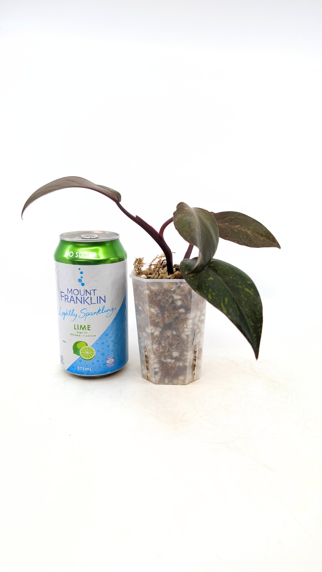 Rare indoor plant Philodendron Orange Princess Varigated available for sale at rare plant shop The Leaf Gallery in Perth, Western Australia