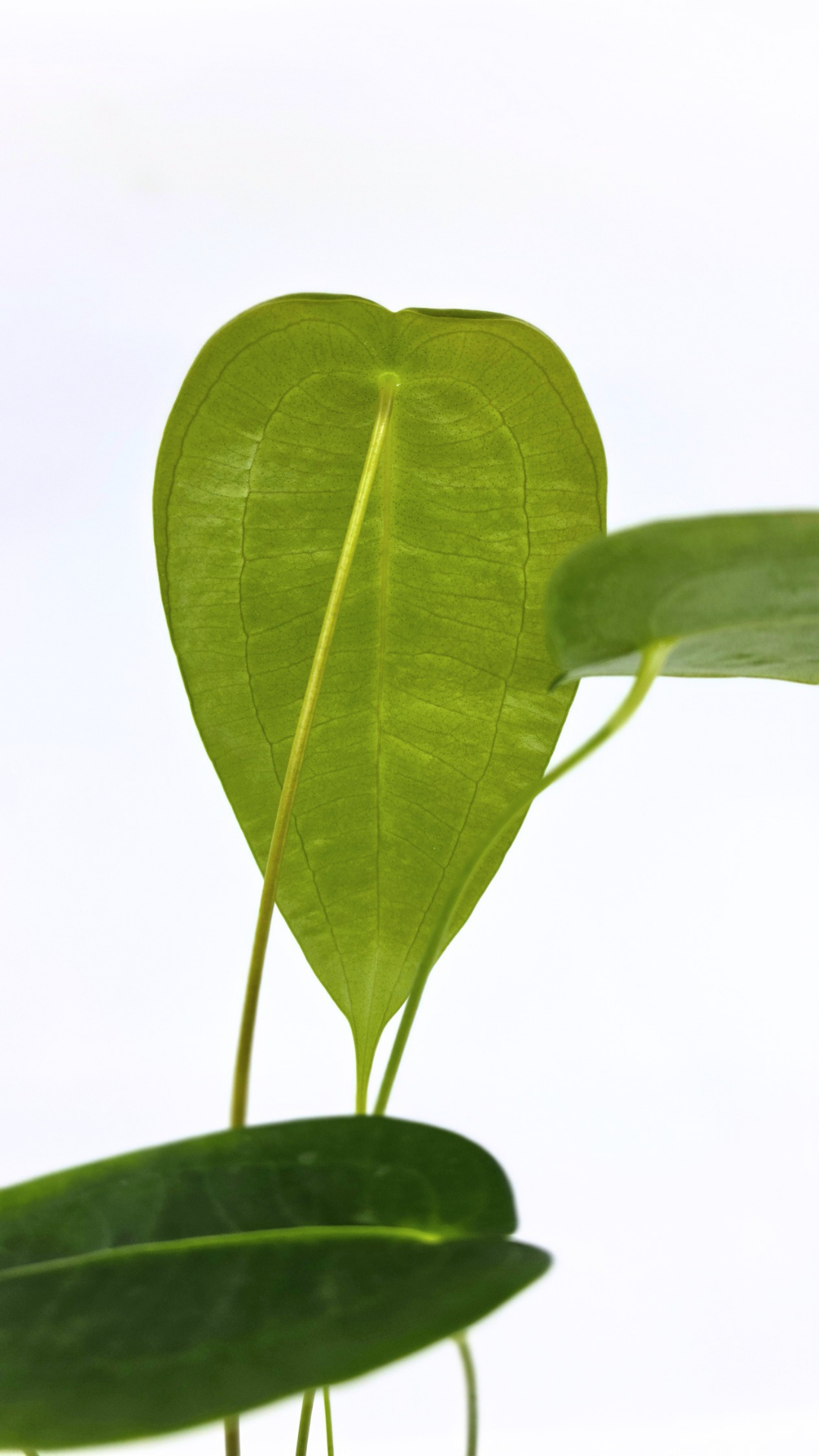 Rare house plant Anthurium Peltigerum available for sale at rare indoor plant shop The Leaf Gallery in Perth, Western Australia