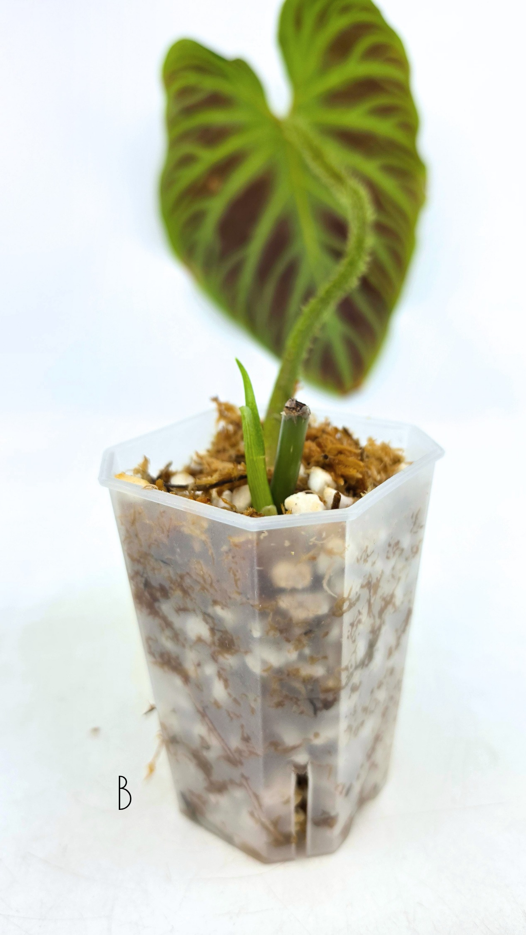 Uncommon indoor plant Philodendron Verrucusom available for sale at rare house plant shop The Leaf Gallery in Perth, Western Australia