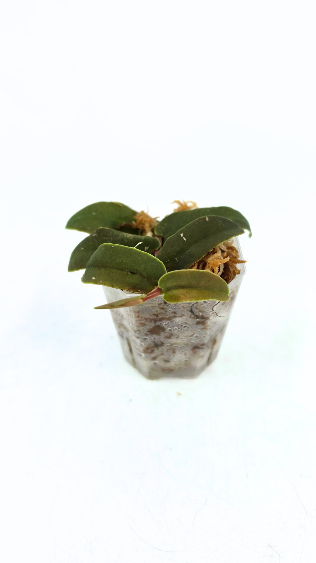 Rare shinggling terrarium plant Marcgravia Sintenisii or Rainbow Marcgravia availabe for sale at rare plant shop The Leaf Gallery in Perth, Western Australia