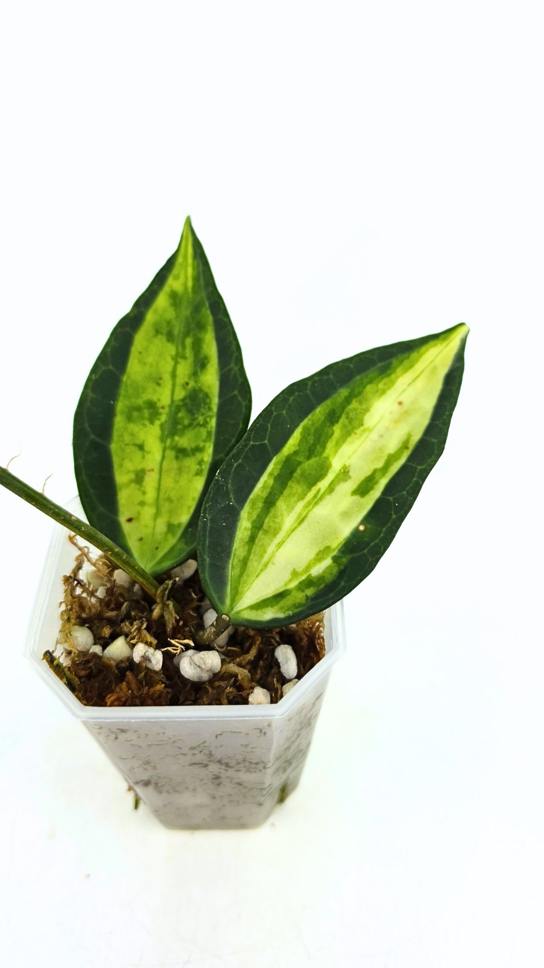Rare waxplant Hoya Macrophylla Pot of Gold available for sale at rare indoor plant shop The Leaf Gallery in Perth, Western Australia