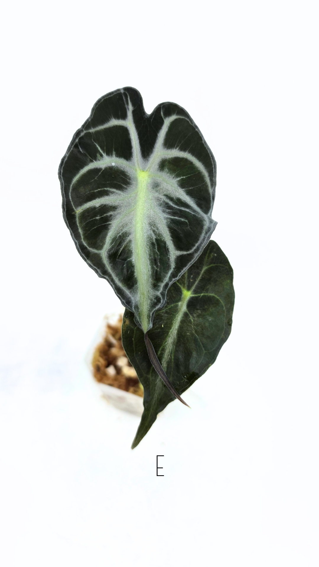 Rare indoor plant Alocasia Venom available for sale at rare house plant shop The Leaf Gallery in Perth, Western Australia