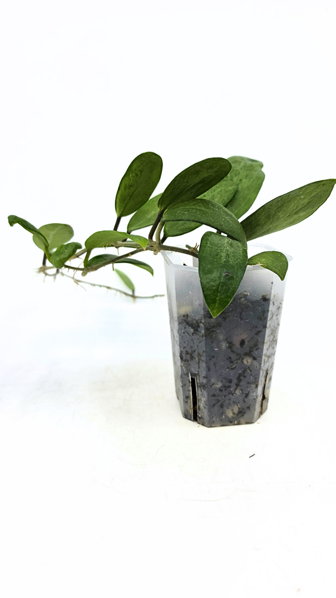 Rare waxplant Hoya Silver Lady also known as Hoya Xiao Jie available for sale at rare indoor plant shop The Leaf Gallery in Perth, Western Australia
