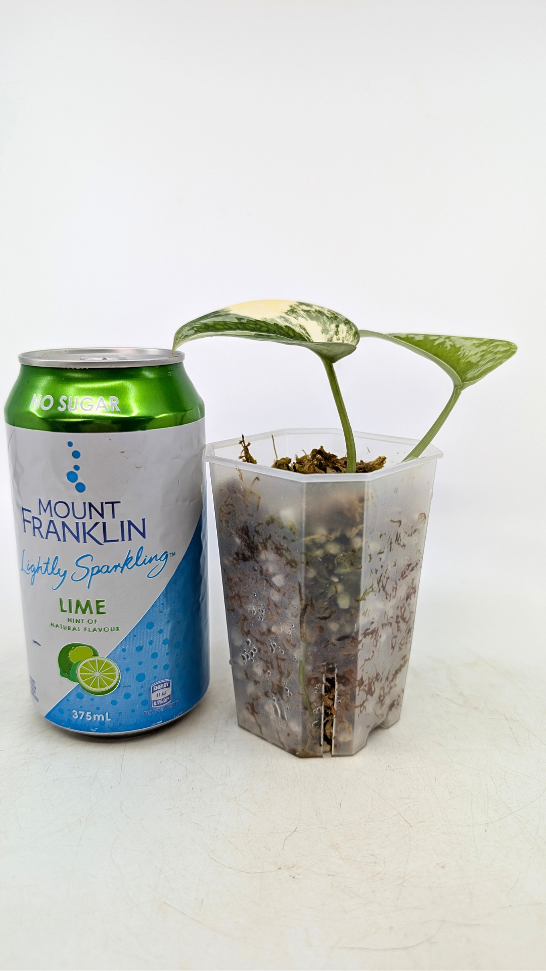 Rare scindapsus Mayari Aurea varigated available for sale at rare plant shop The Leaf Gallery in Perth, Western Australia