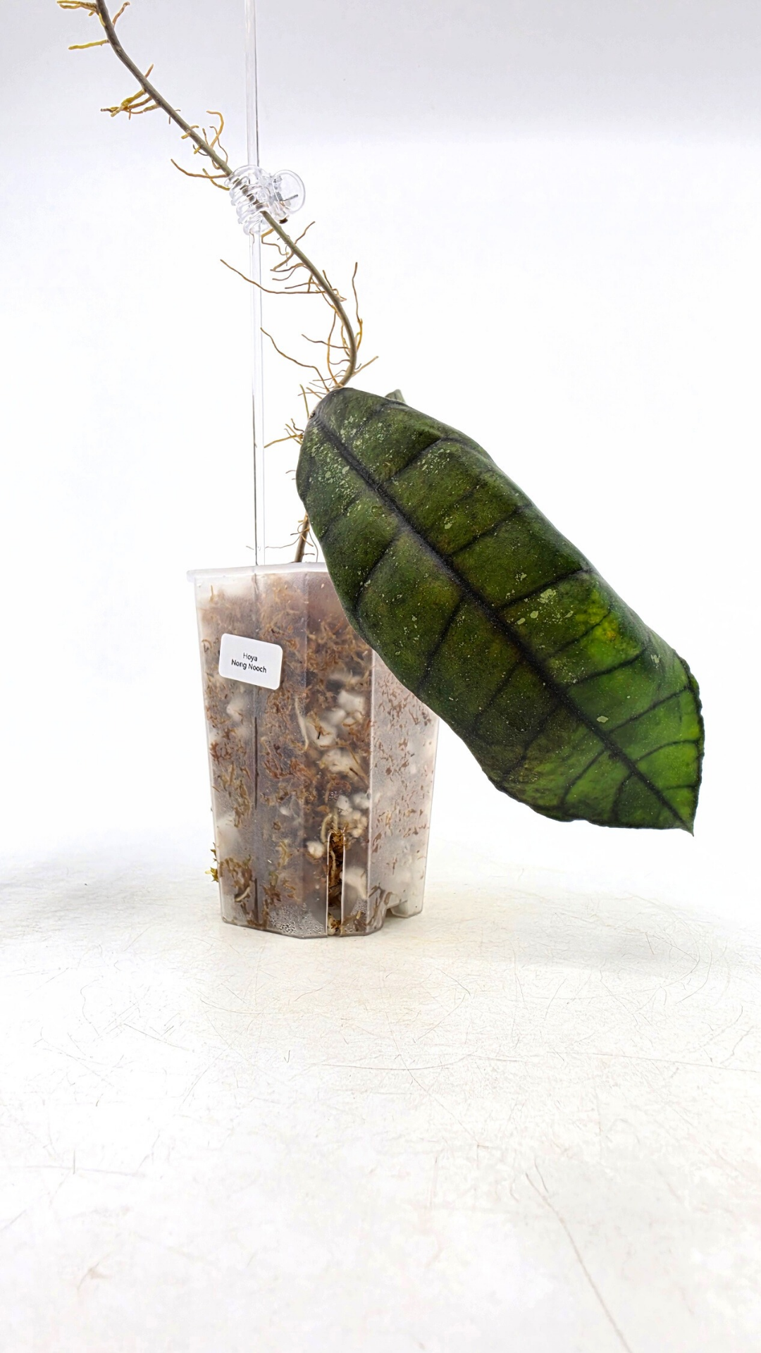 Rare Wax Plant Hoya Nong Nooch IML 1541. Indoor plant grown and propagated by rare house plant shop The Leaf Gallery in Perth, Western Australia