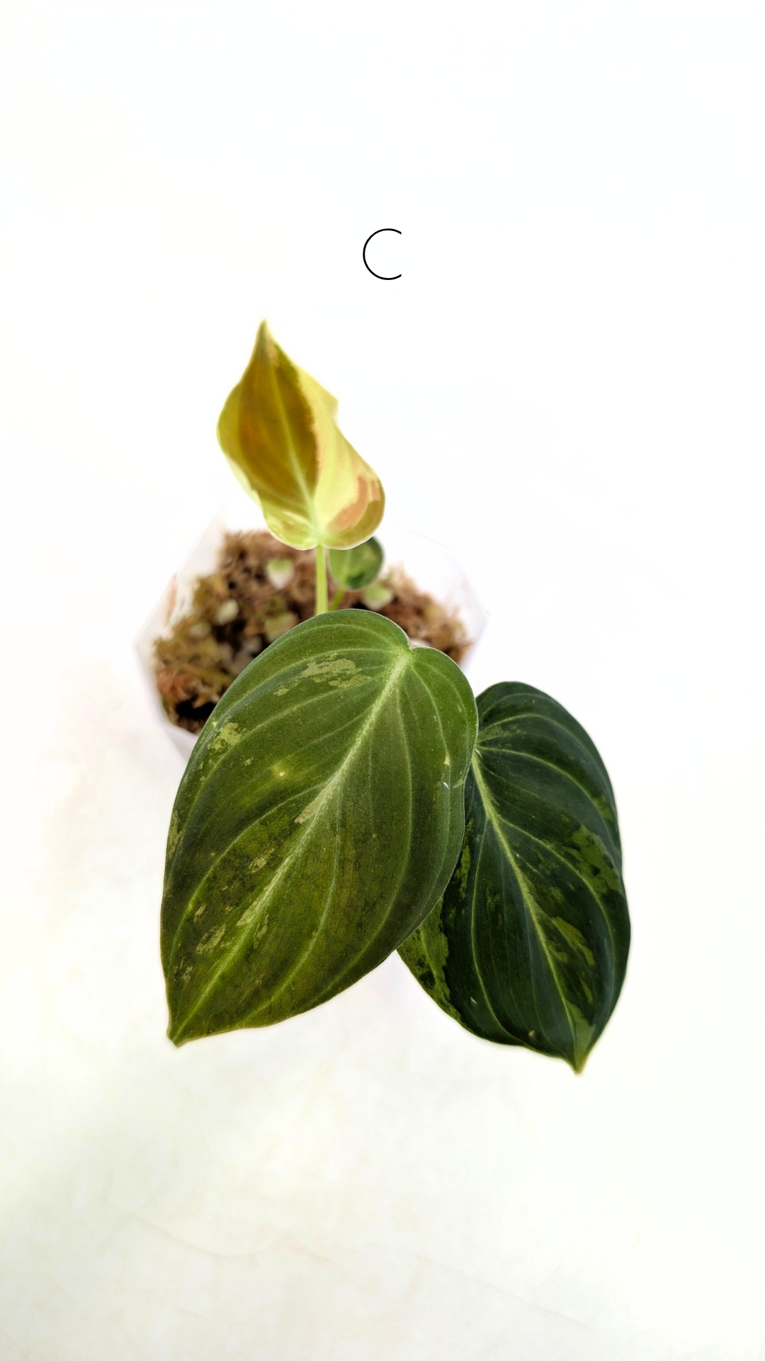 Rare plant Philodendron Melanochrysum Varigated available for sale at rare plant shop The Leaf Gallery in Perth, Western Australia