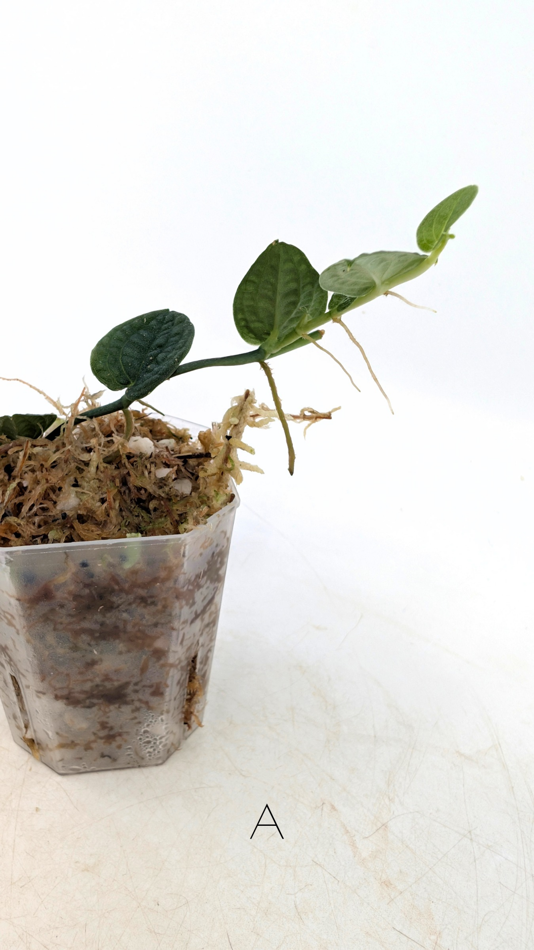 Rare Shingler plant Raphidophora Verstegii or Piper Clypeatum available at rare plant shop The Leaf Gallery in Perth, Western Australia