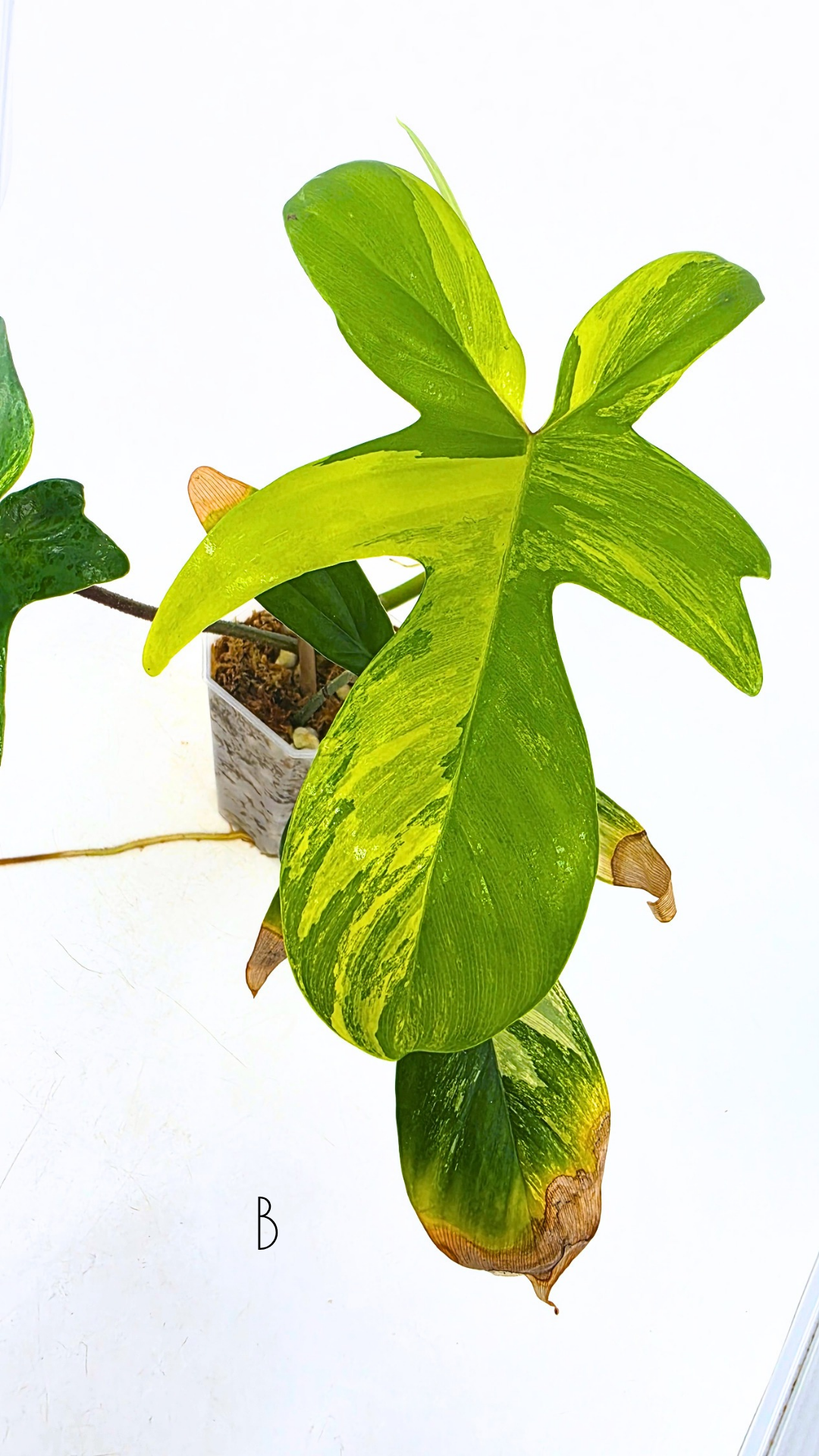 Rare indoor plant Philodendron Florida Beauty Varigated available at rare plant shop The Leaf Gallery in Perth, Western Australia