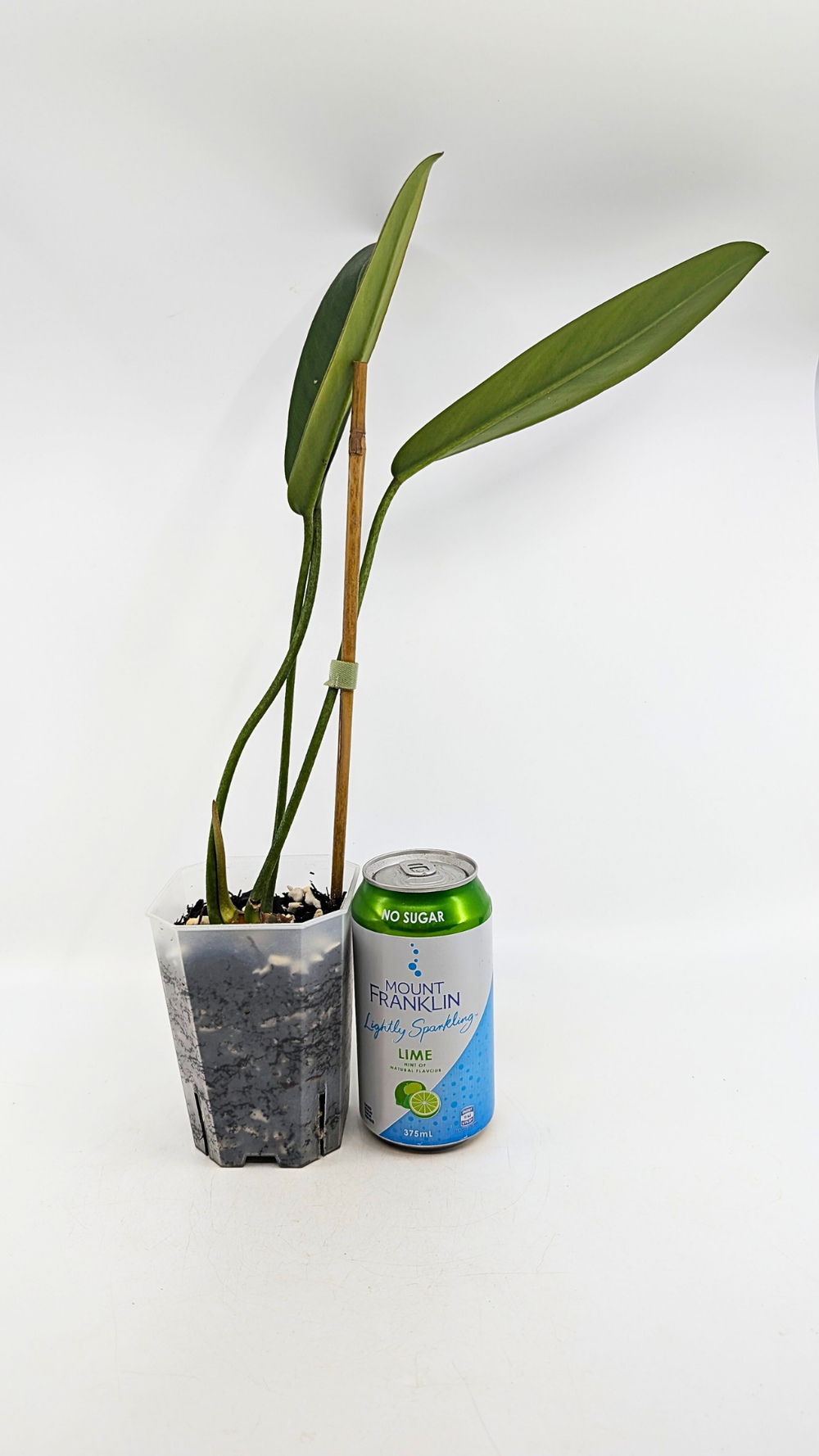 giant hawaiian golden pothos Giant Hawaiian Pothos 4” plant **(ALL plants require you to purchase ANY 2  plants!)**