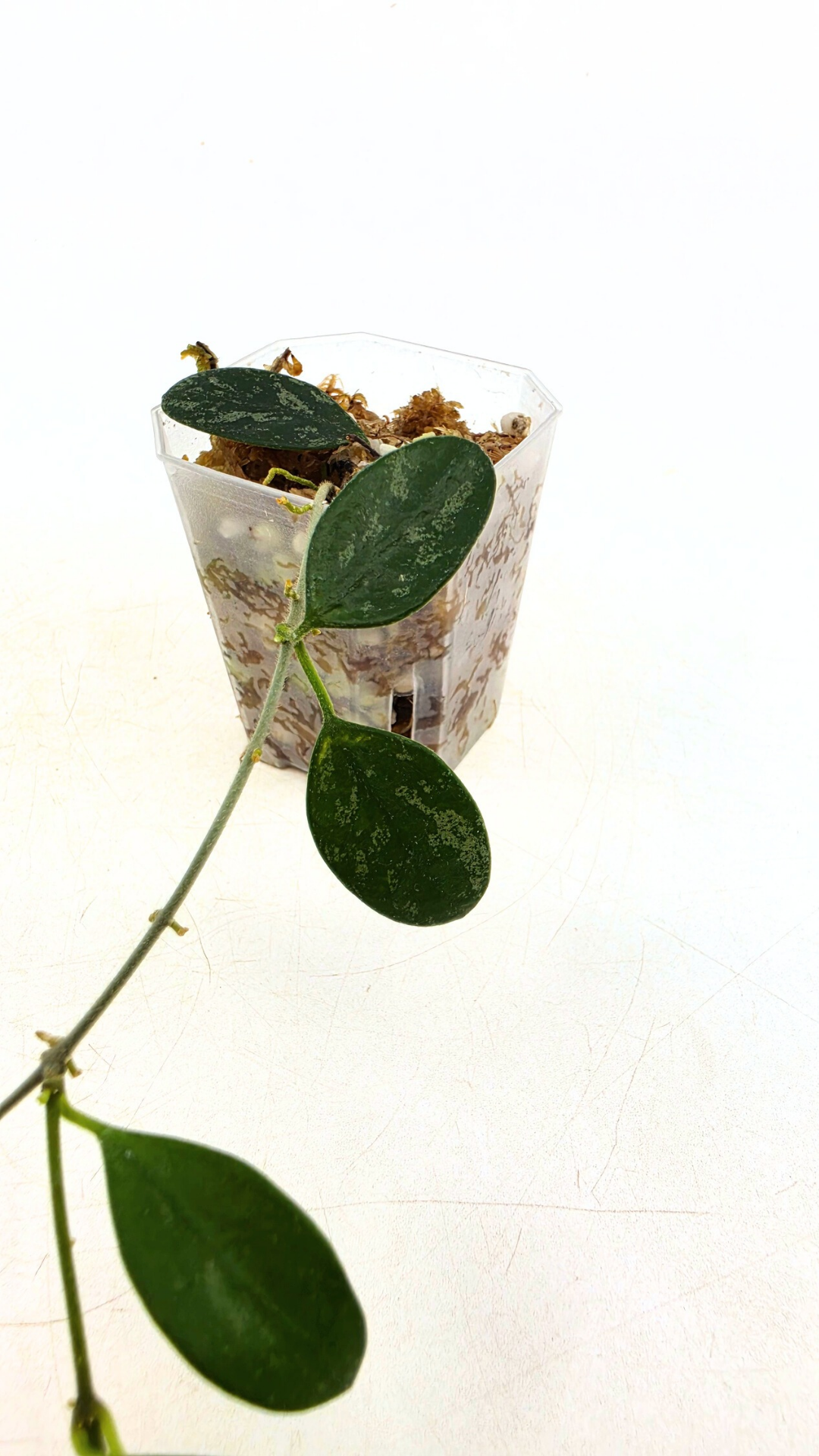 Rare waxplant Hoya Lima Splash available for sale at rare indoor plant shop The Leaf Gallery in Perth, Western Australia