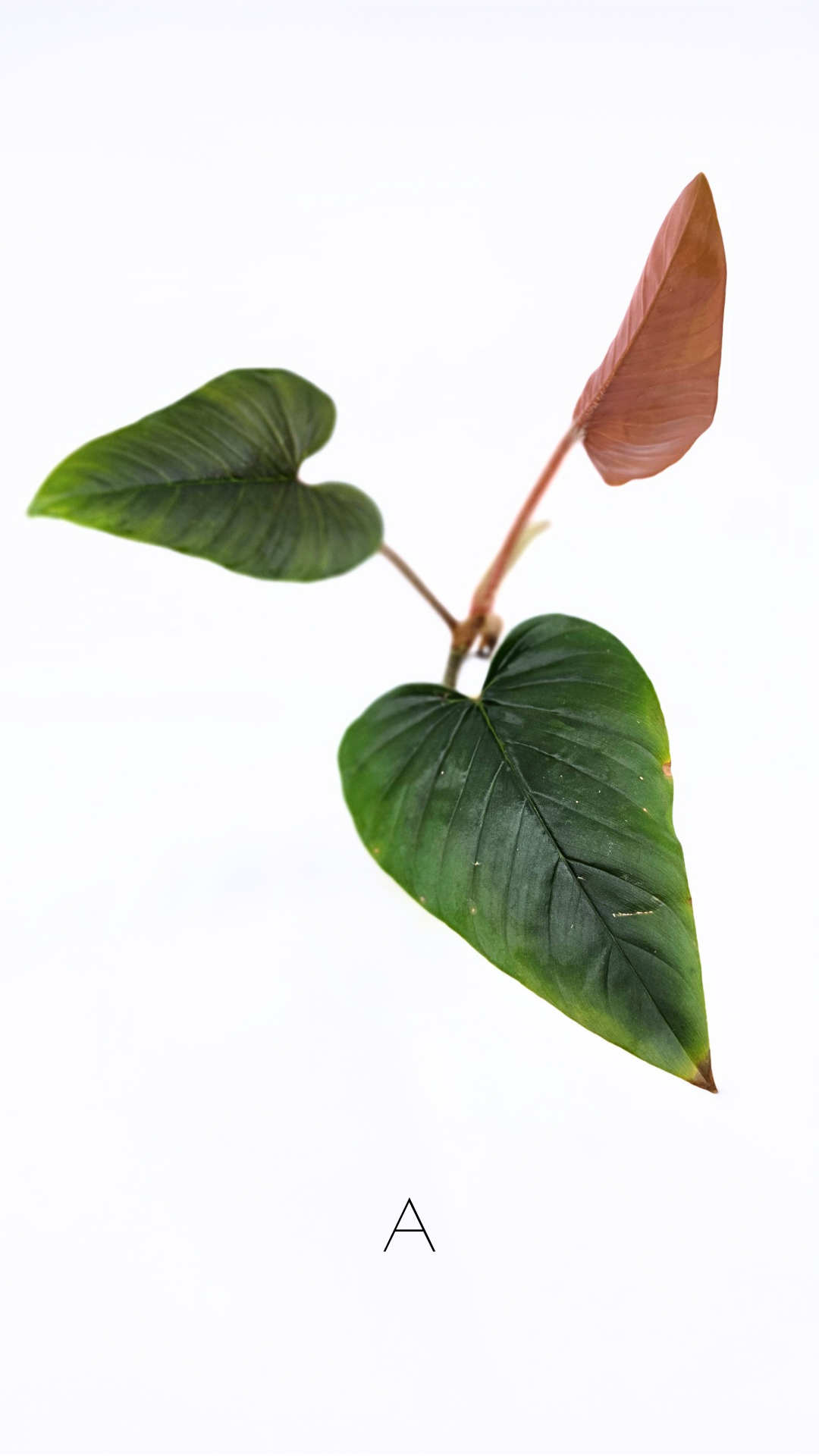 Rare plant philodendron squamicaule pink available at rare plant shop The Leaf Gallery in Perth, Western Australia