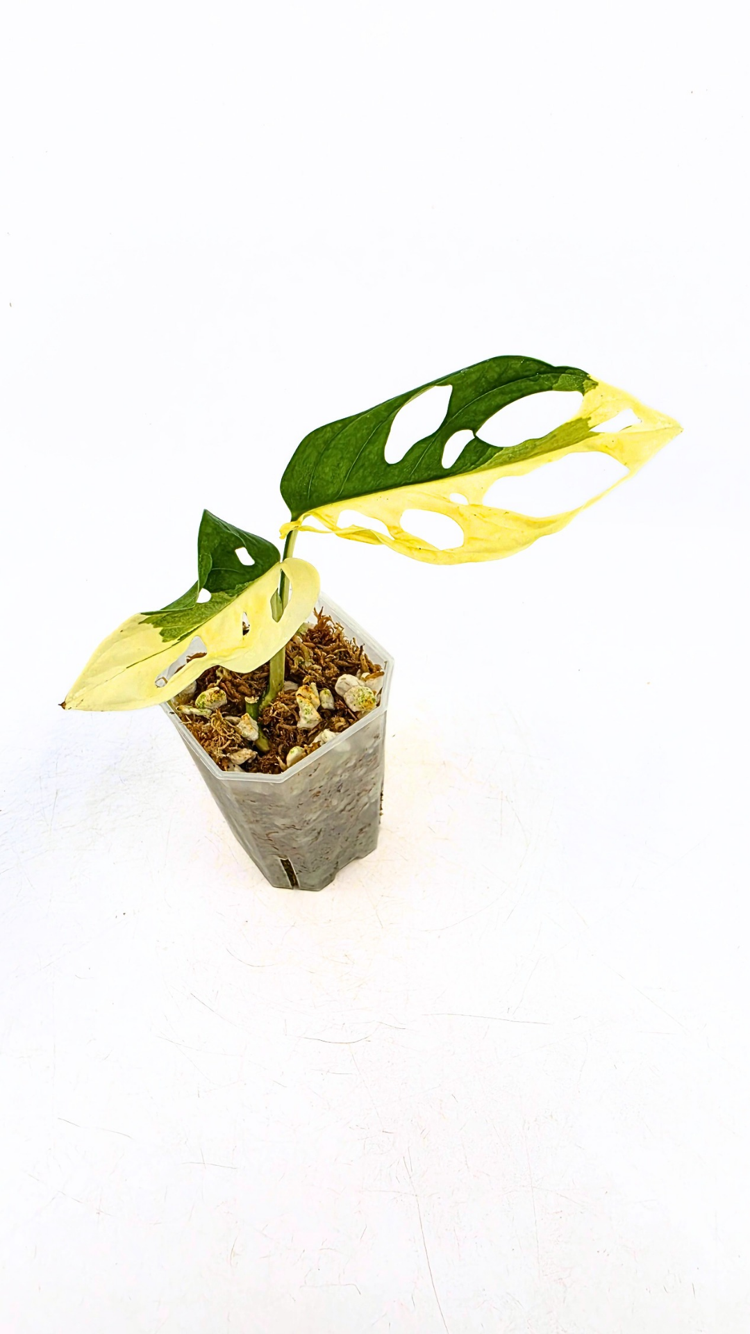 Rare indoor plant Monstera Adansonii Albo Varigated available for sale at rare houseplant shop The Leaf Gallery in Perth, Western Australia