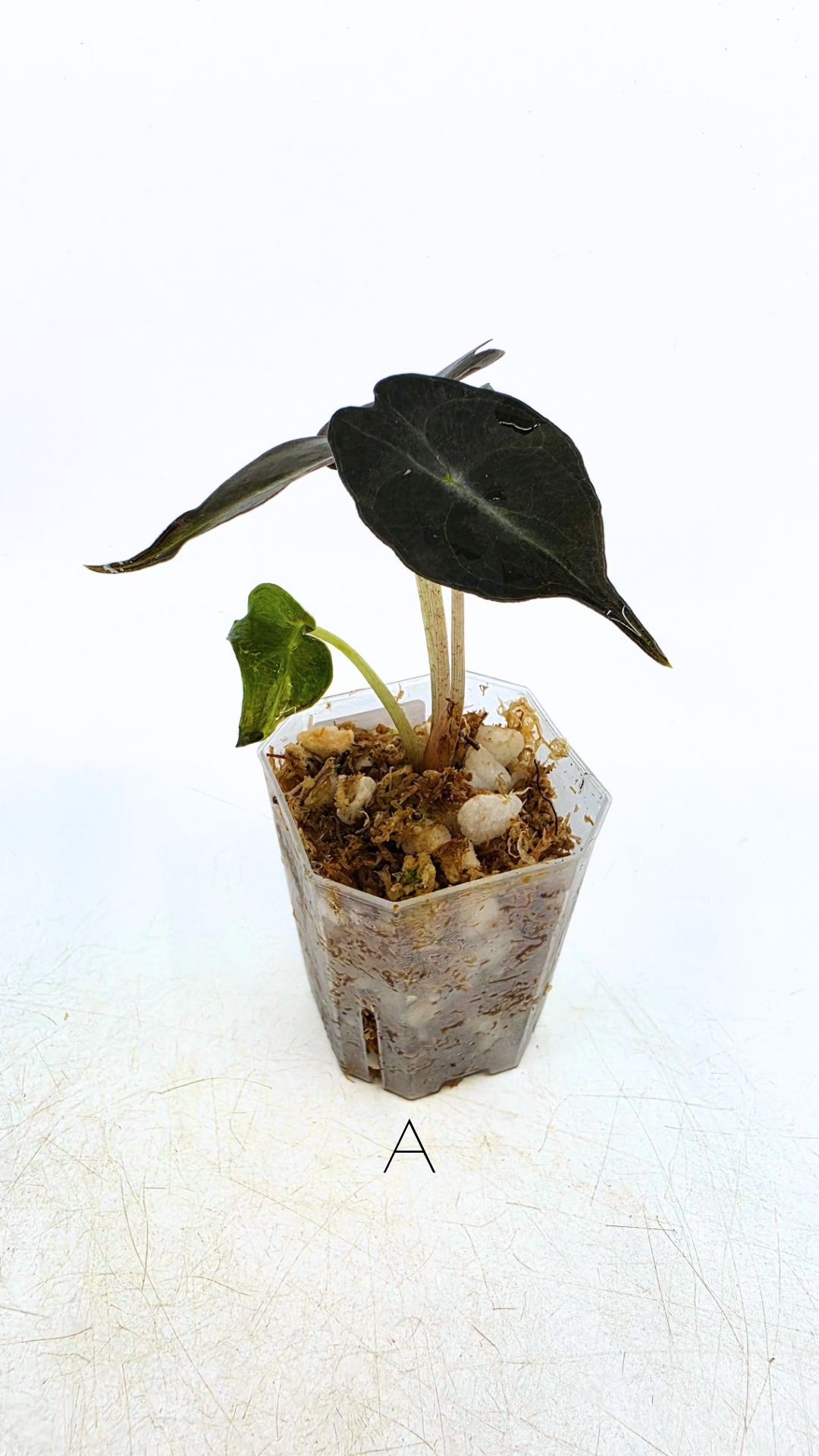 Rare indoor plant Alocasia Venom available for sale at rare house plant shop The Leaf Gallery in Perth, Western Australia.