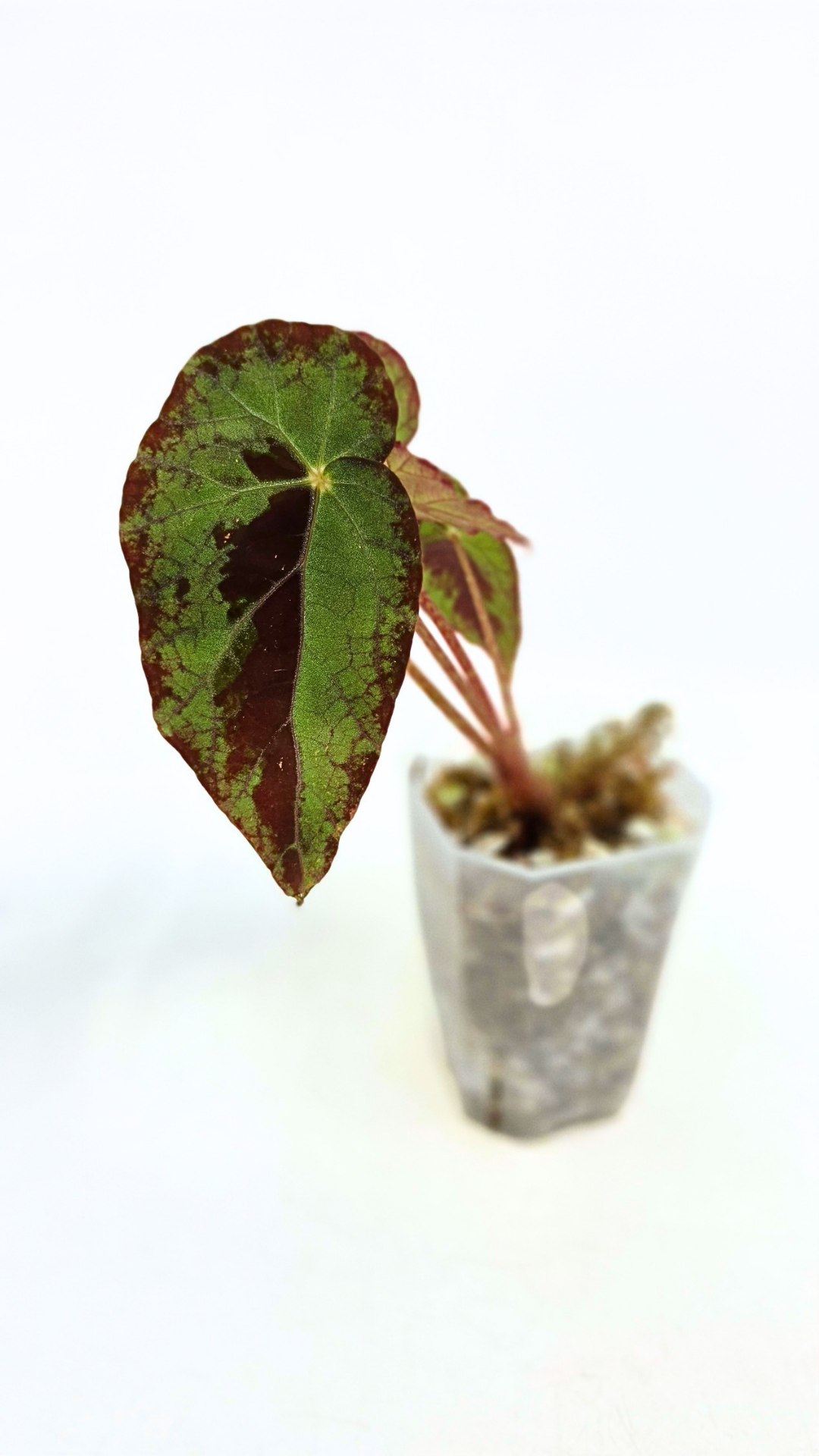 Rare Begonia Burkillii Green form available for sale at rare plant shop The Leaf Gallery in Perth, Western Australia