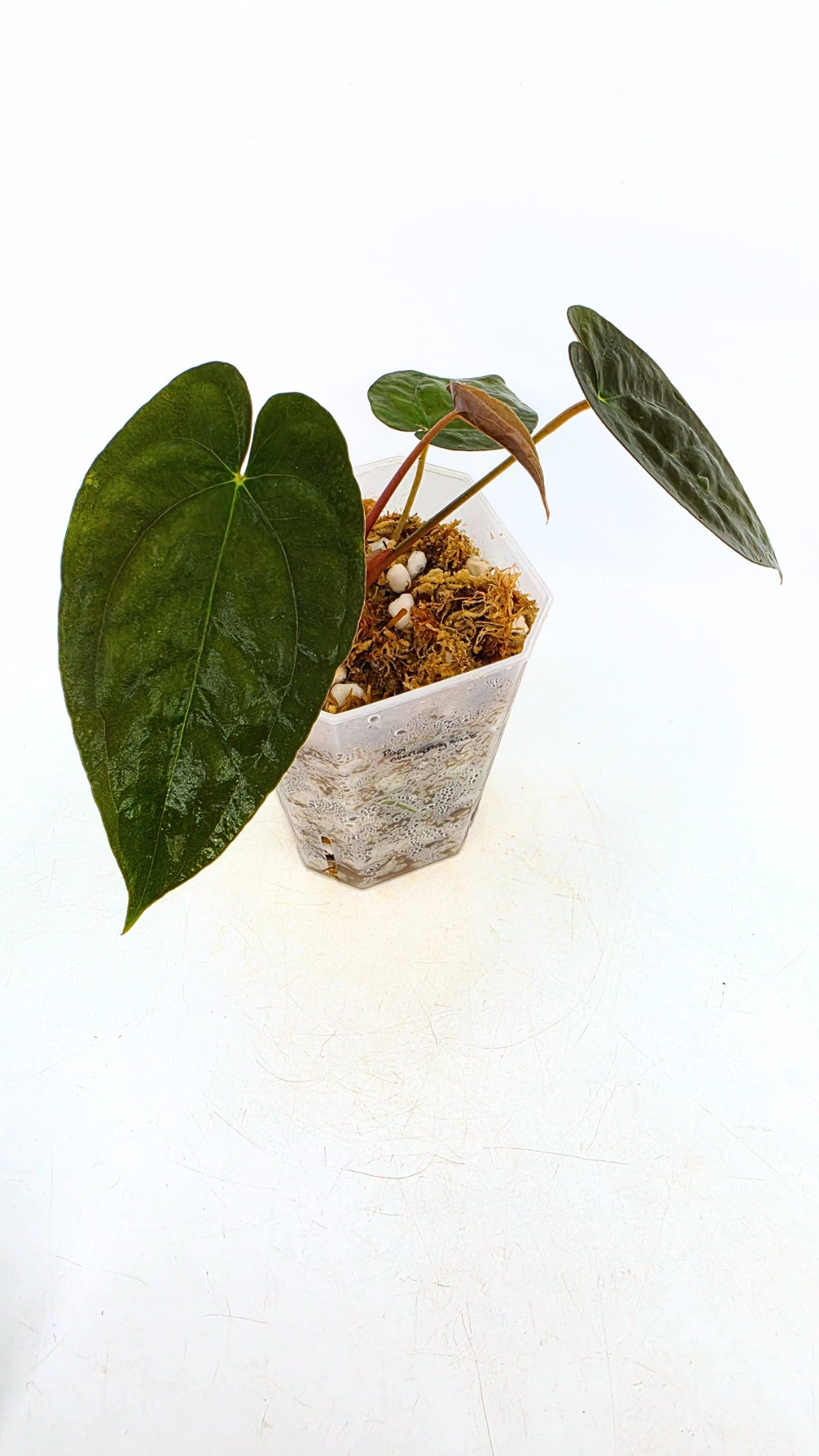 Rare indoor plant Anthurium Papillilaminum pure clone available from rare house plant shop The Leaf Gallery in Perth, Western Australia