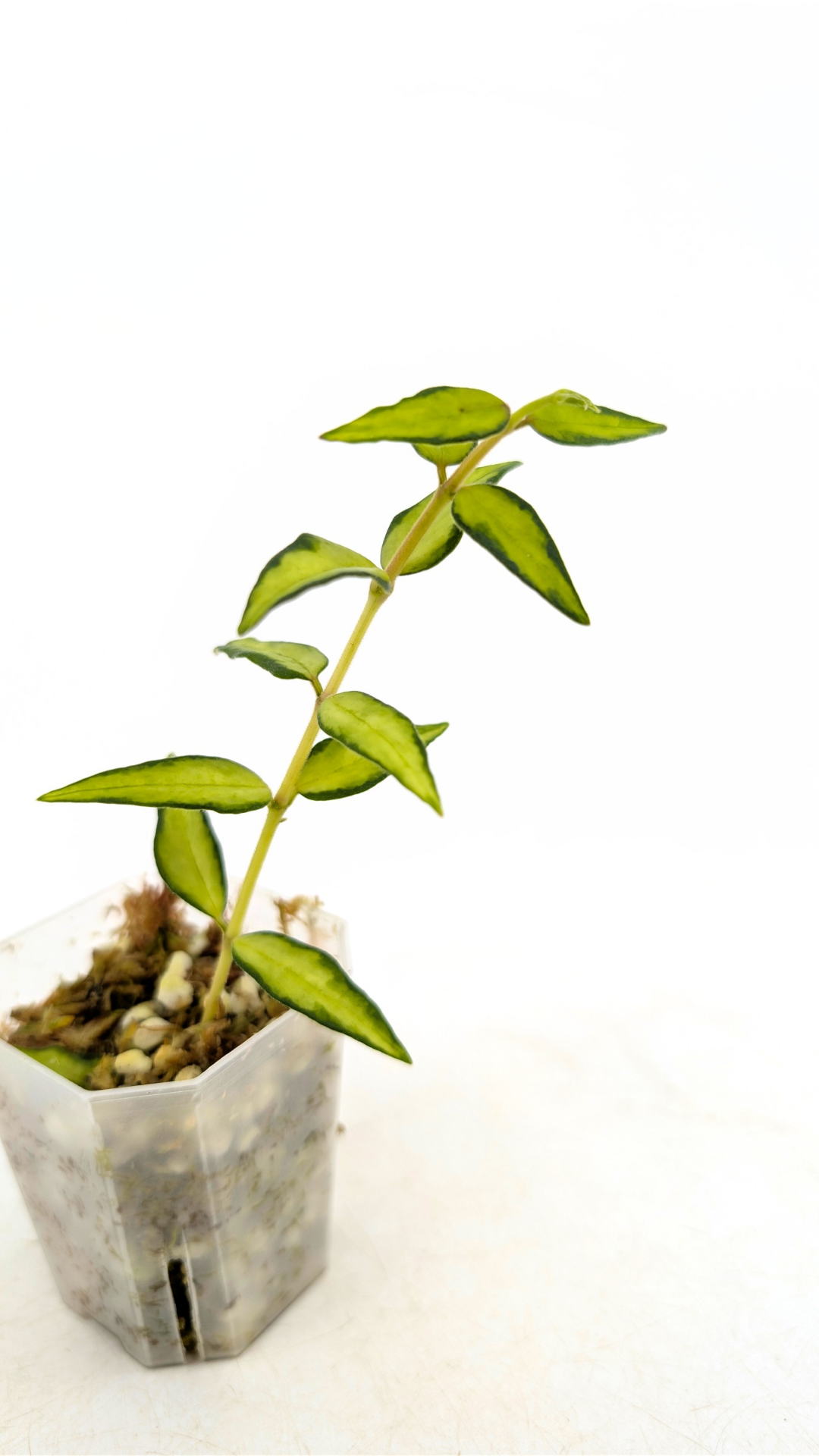 Rare waxplant Hoya Bella Inner Variegated 'Luis Bois' available for sale at rare indor plant shop The Leaf Gallery in Perth, Western Australia