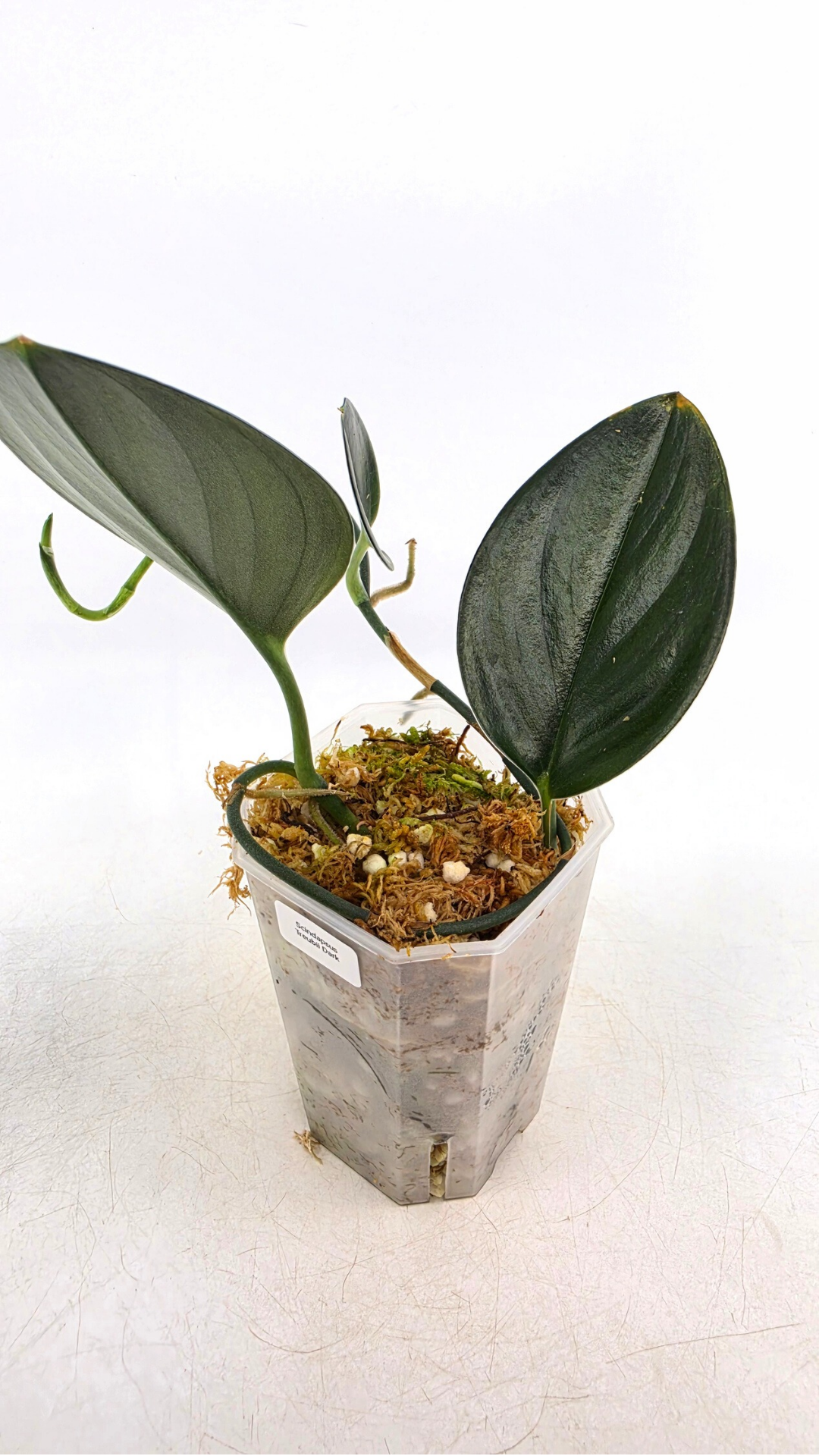 Rare plant scindapsus Treubii Dark available for sale at rare plant shop The Leaf Gallery in Perth, Western Australia