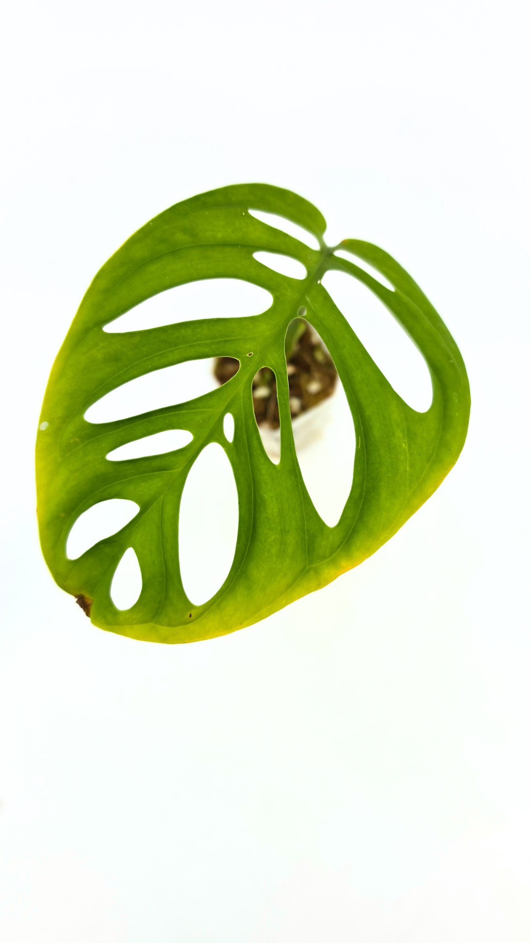 Rare indoor plant Monstera Esqueleto or Monstera Epipremnoides available for sale at rare plant shop The Leaf Gallery in Perth, Western Australia