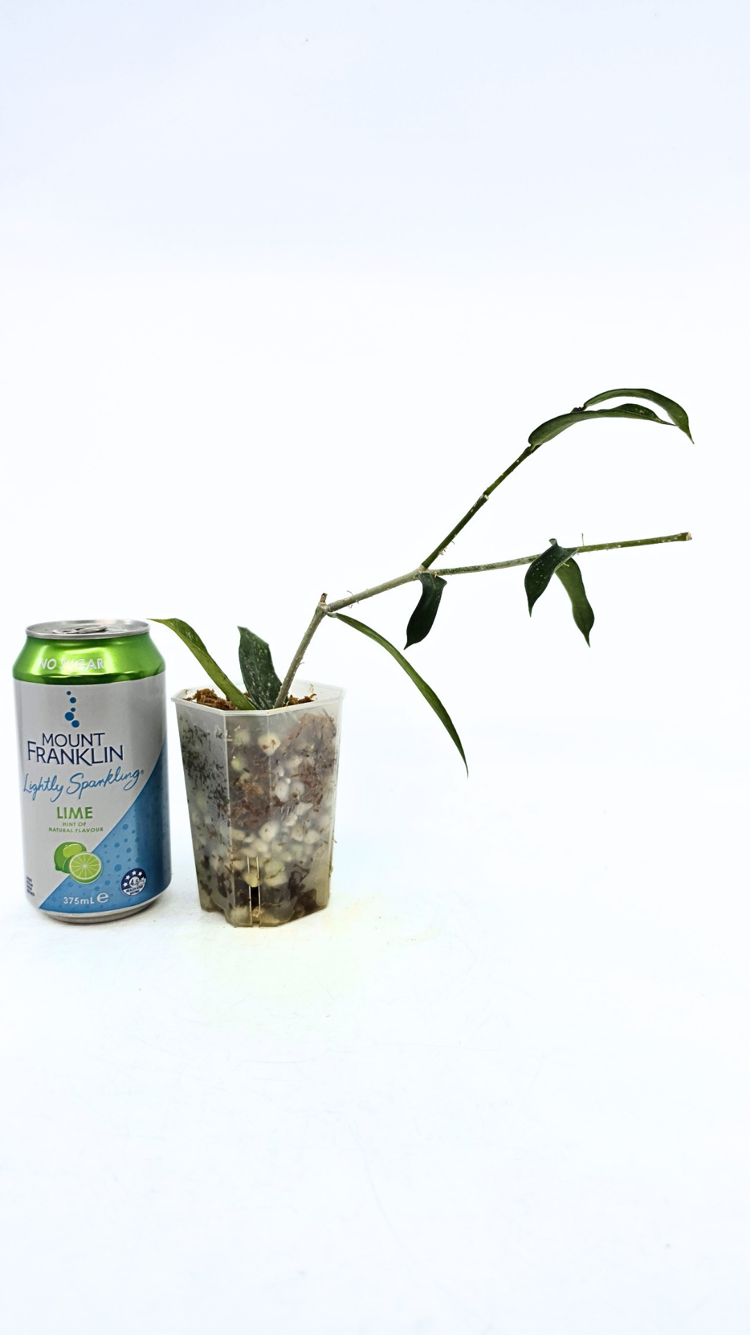 Rare waxplant Pandurata Silver Splash available at rare indoor plant shop The Leaf Gallery in Perth, Western Australia