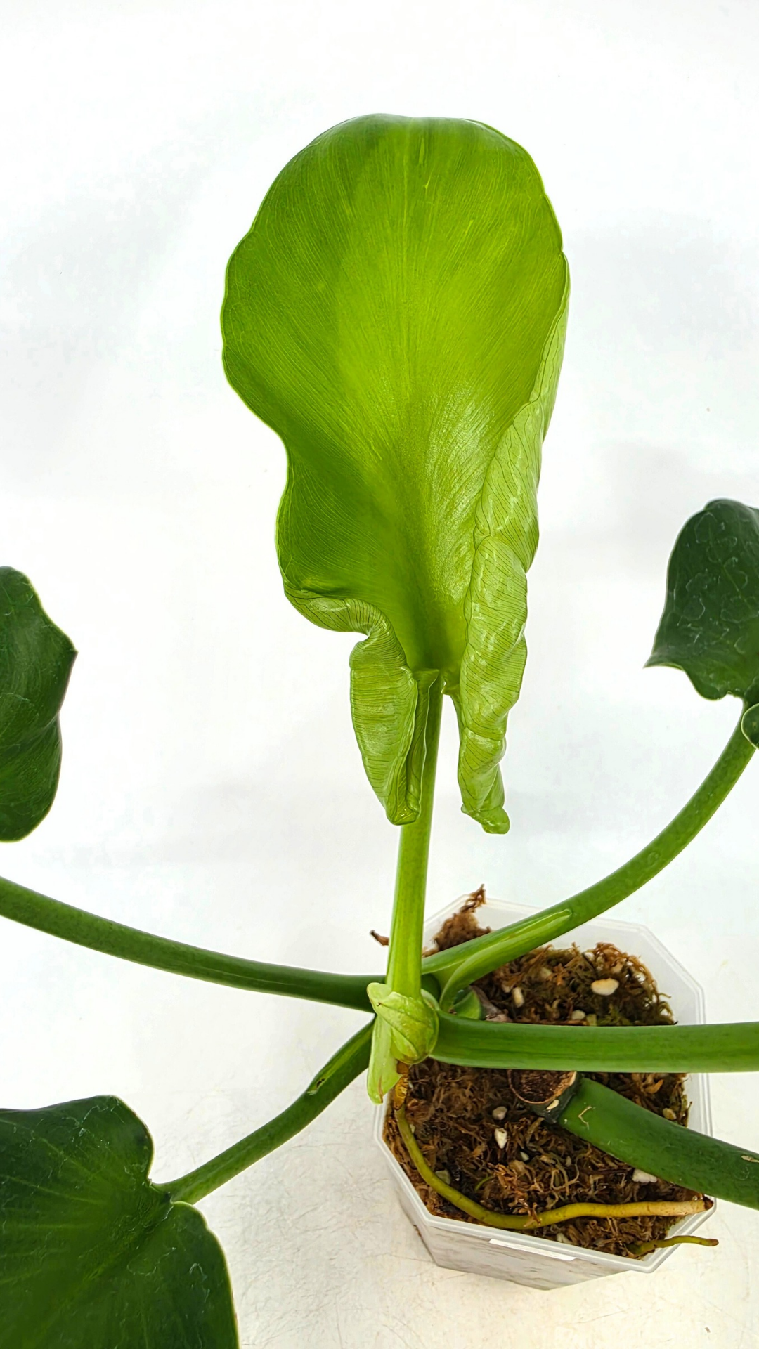 Rare indoor house plant Philodendron Rugosum also known as Pig Skin Philodendron propagated by the Leaf Gallery in Perth