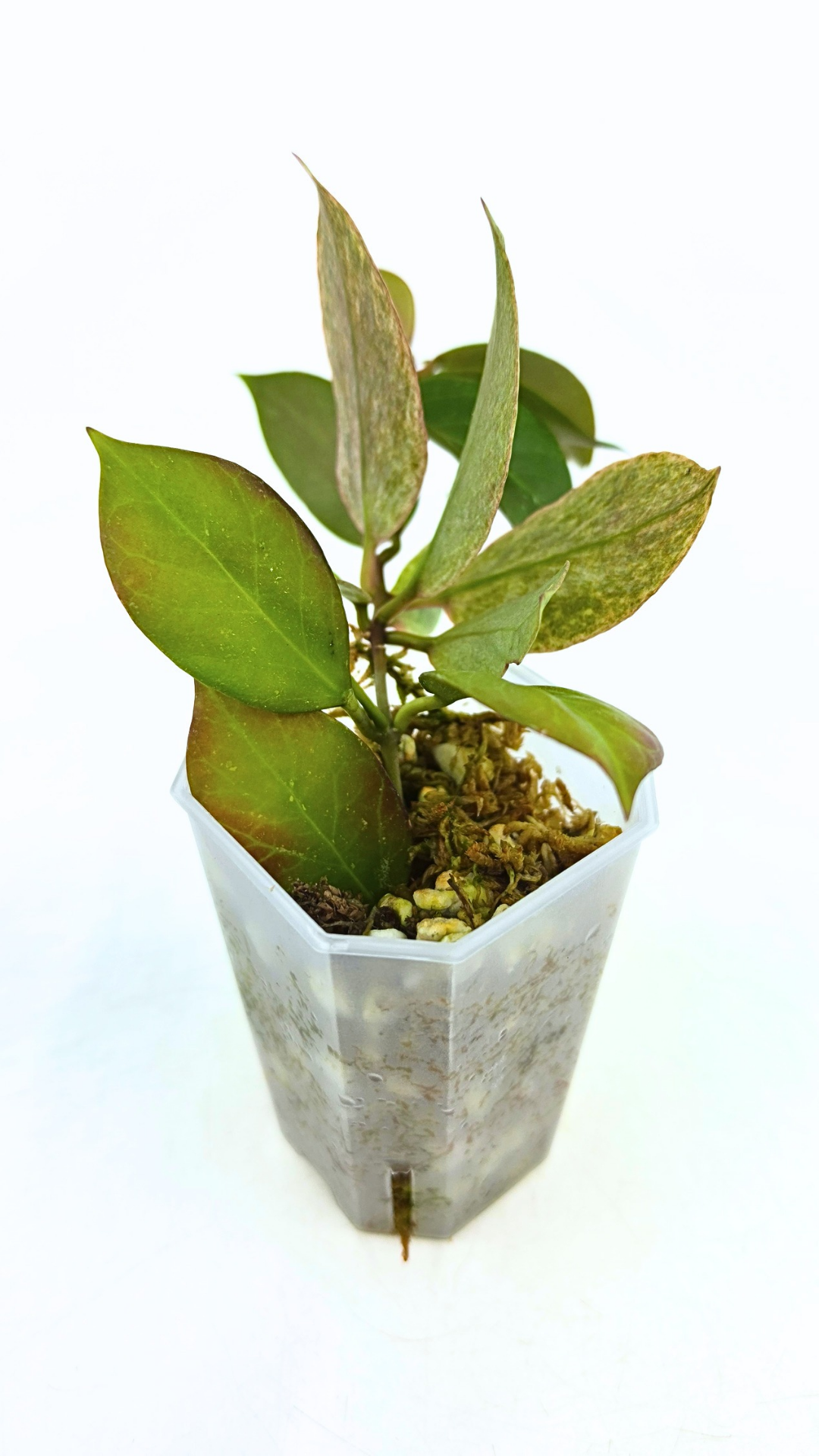 Rare waxplant Hoya Sunrise available at rare plant shop The Leaf Gallery in Perth Western Australia