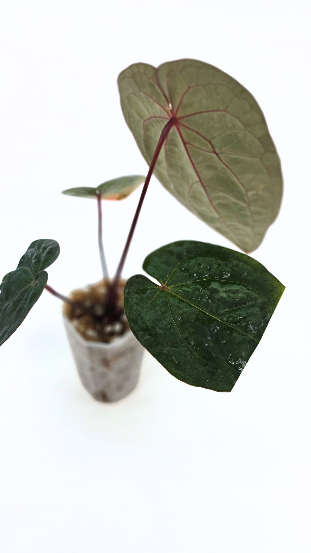 Rare indoor plant Anthurium Bloodmoon clone available from rare house plant shop The Leaf Gallery in Perth, Western Australia