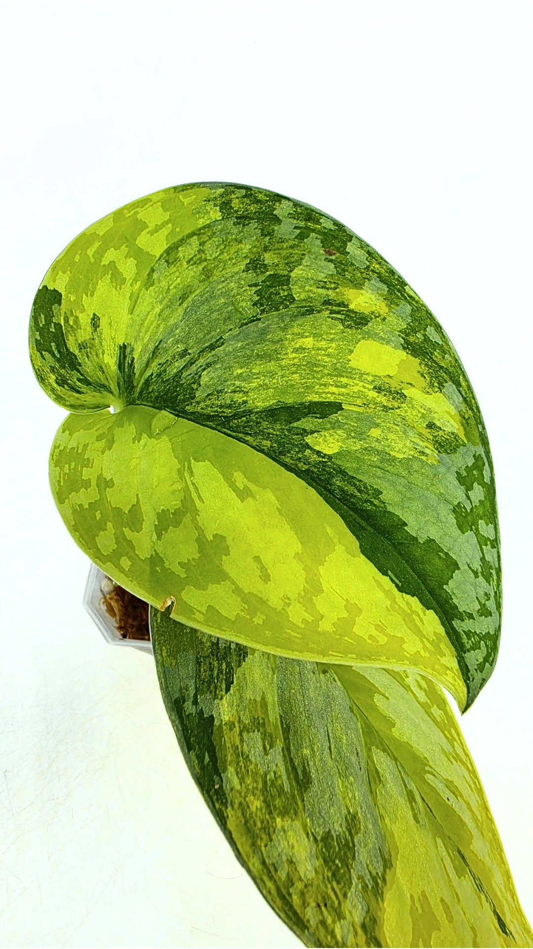 Rare scindapsus Mayari Aurea varigated available for sale at rare plant shop The Leaf Gallery in Perth, Western Australia