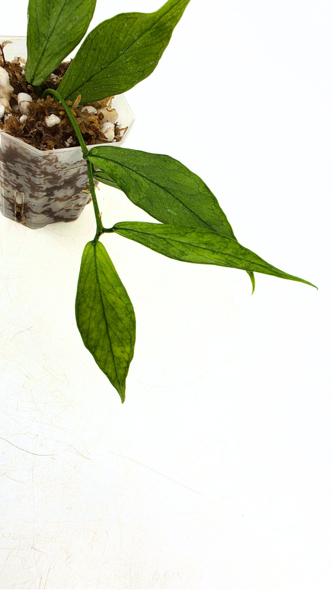 Rare waxplant Hoya Polyneura Broget (Silver) available for sale at rare indoor plant shop The Leaf Gallery in Perth, Western Australia