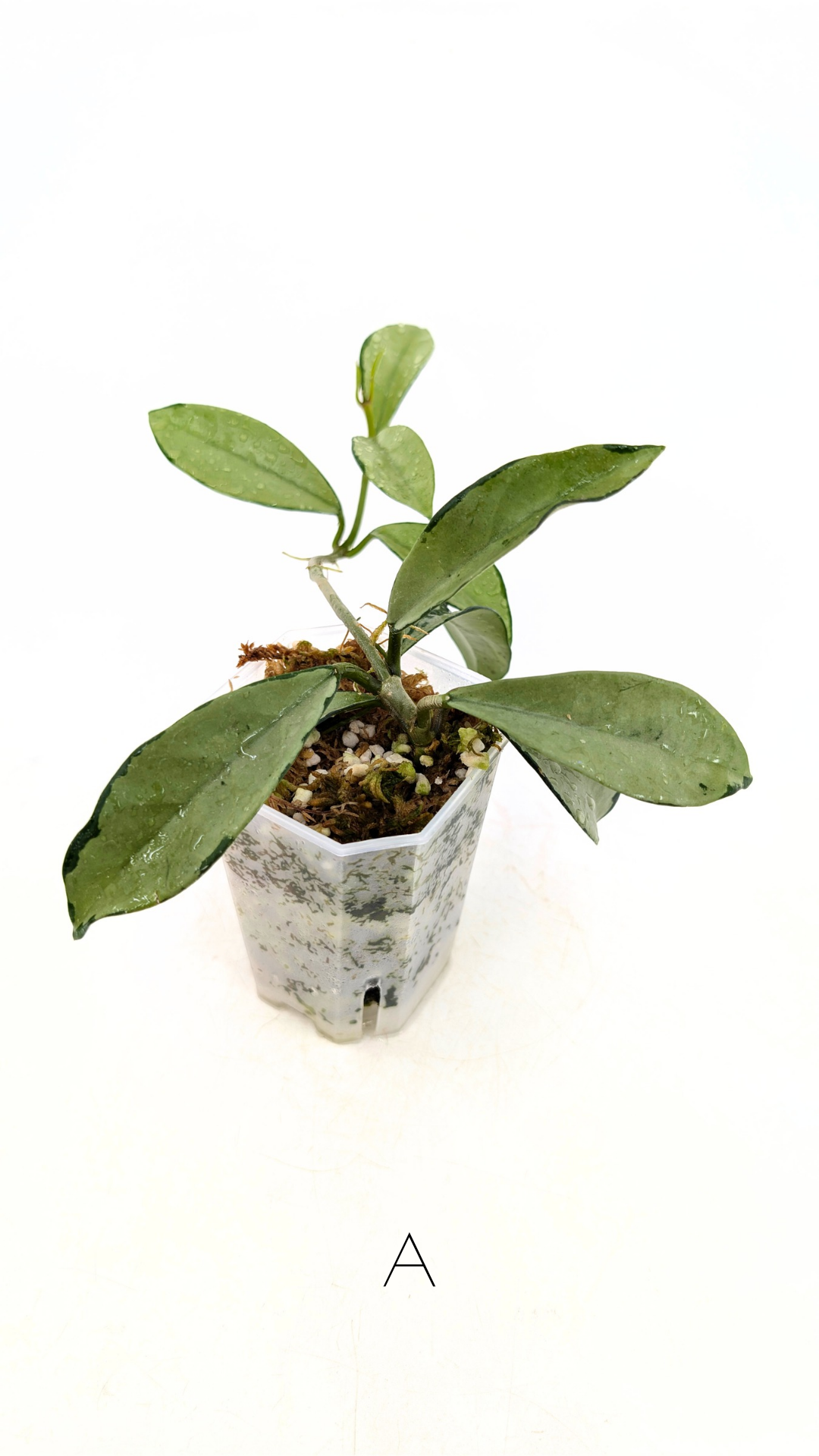 Rare Hoya AH074 available for sale at rare plant shop The Leaf Gallery in Perth, Western Australia