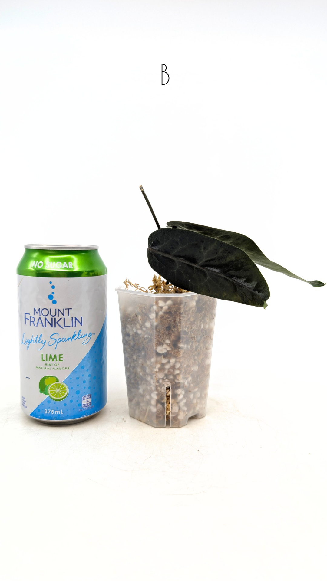 Rare waxplant hoya megalaster IML1007 available for sale at rare plant shop The Leaf Gallery in Perth, Western Australia