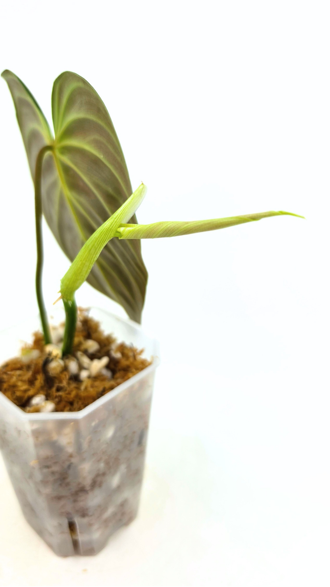 Uncommon indoor plant Philodendron Splendid available for sale at rare house plant shop The Leaf Gallery in Perth, Western Australia
