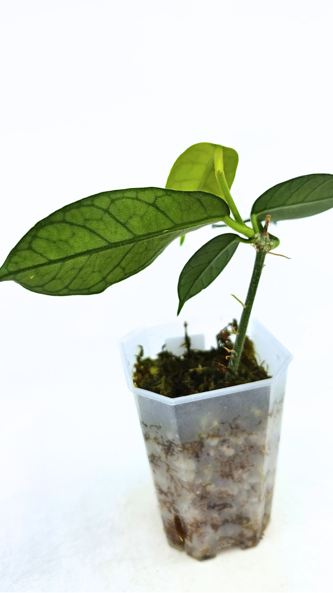 Rare waxplant Hoya Globulosa Cao Bang available for sale at rare plant shop The Leaf Gallery in Perth, Western Australia