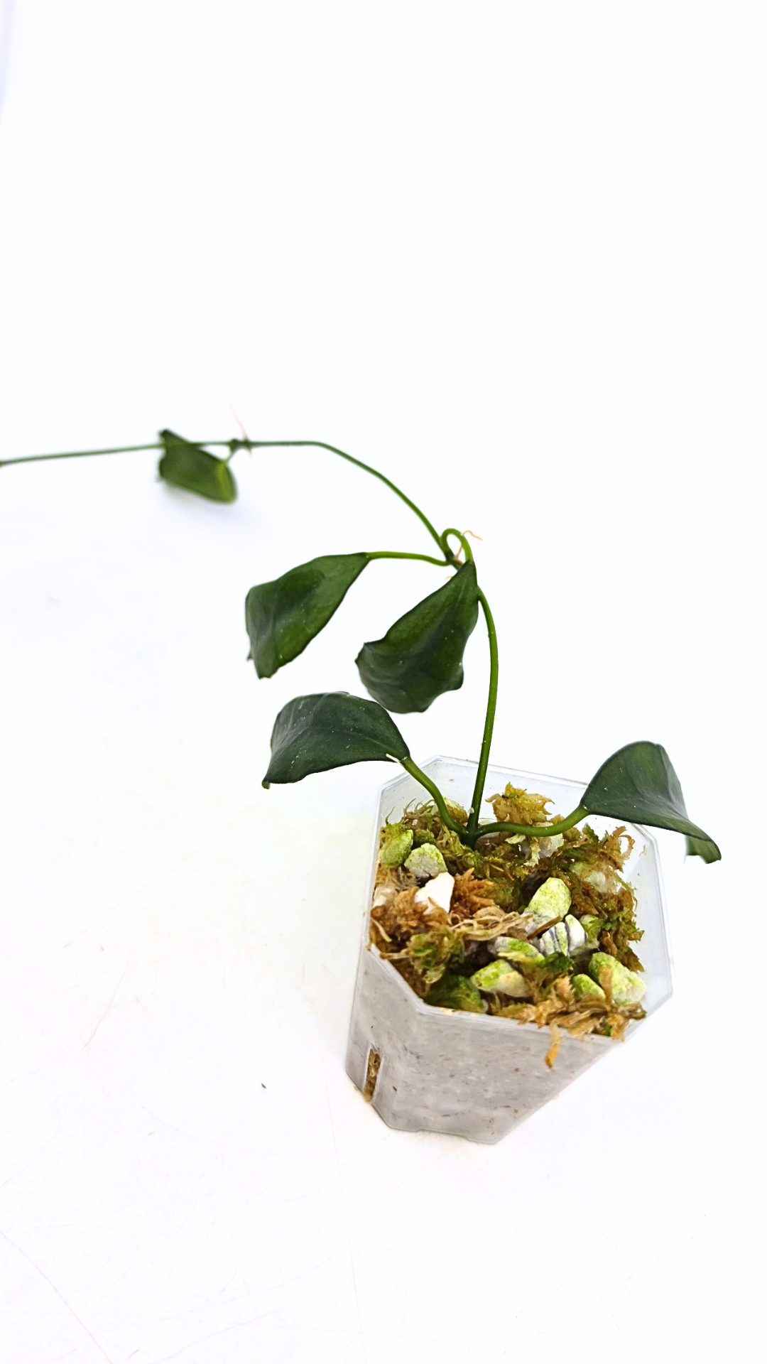 Rare waxplant Hoya Giant available for sale at rare plant shop The Leaf Gallery in Perth, Western Australia