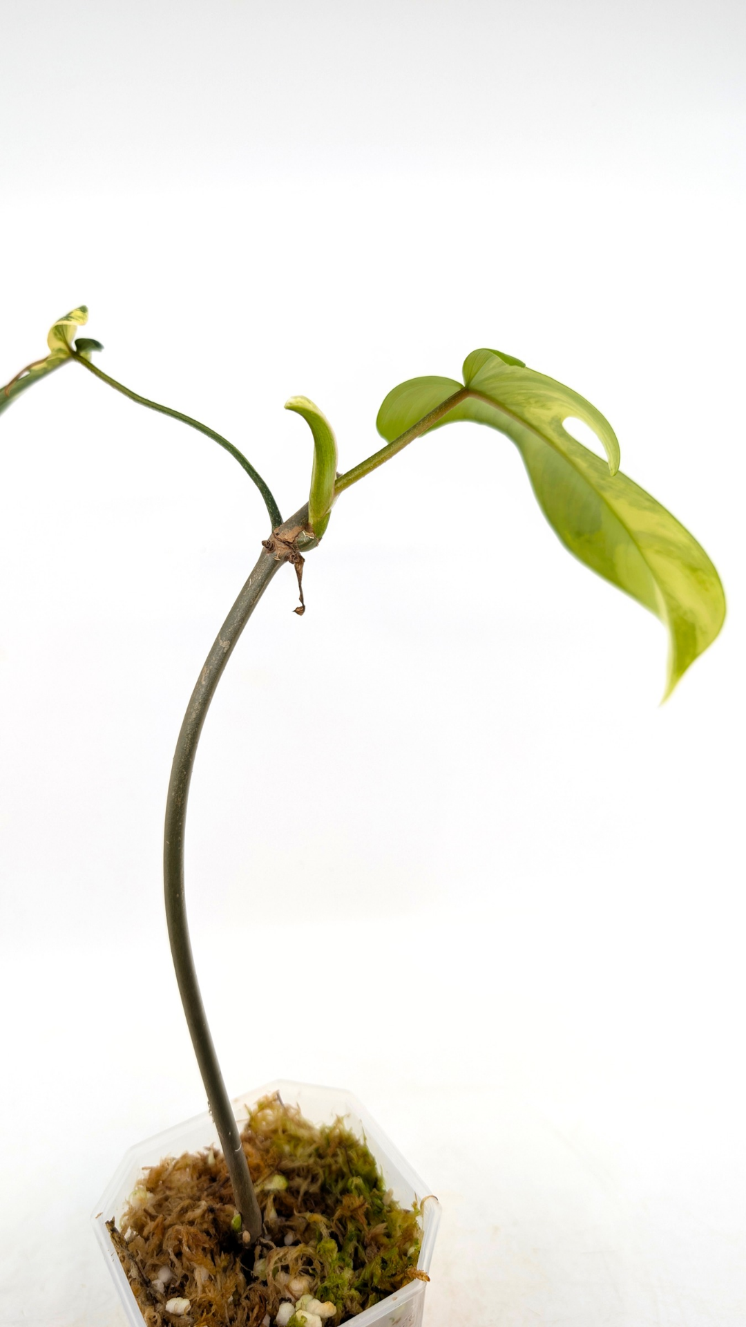 Rare indoor plant Philodendron Florida Beauty Varigated available at rare plant shop The Leaf Gallery in Perth, Western Australia